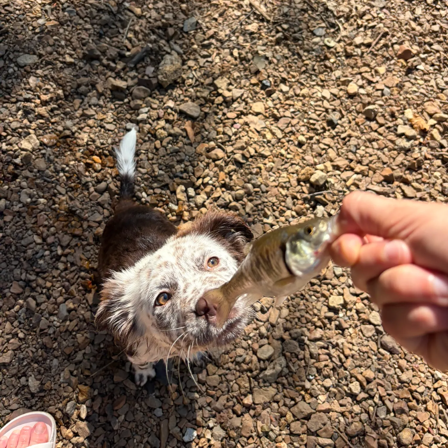 The most recent Striped shiner catches on Fishbrain