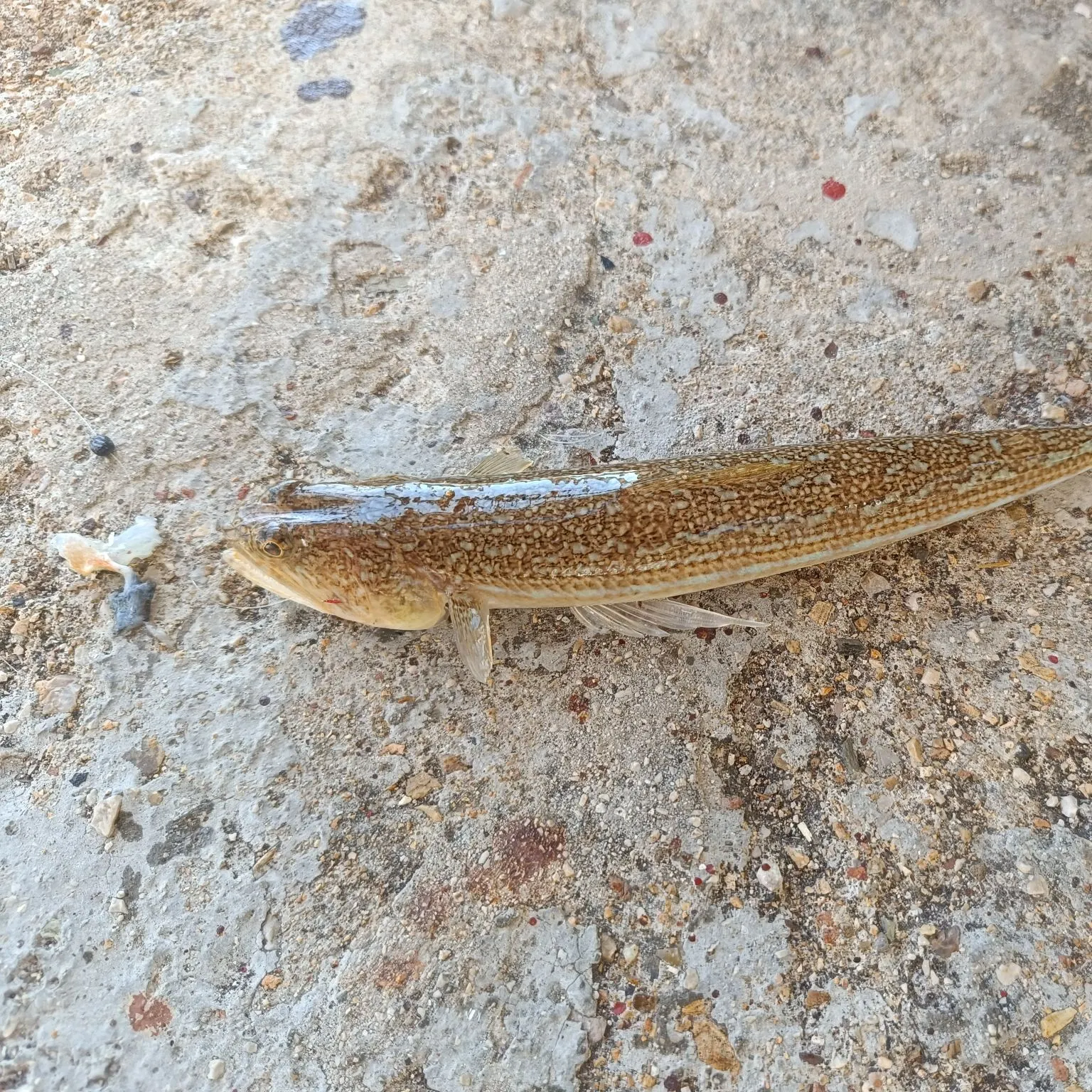 The most recent Atlantic lizardfish catches on Fishbrain