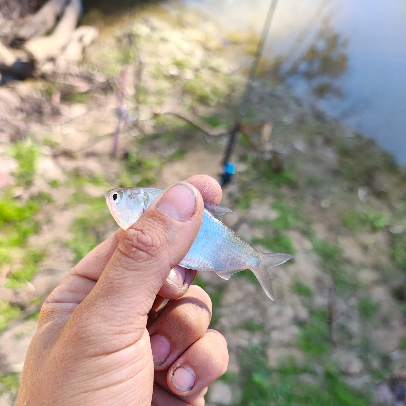 The most recent Bidyan perch catches on Fishbrain