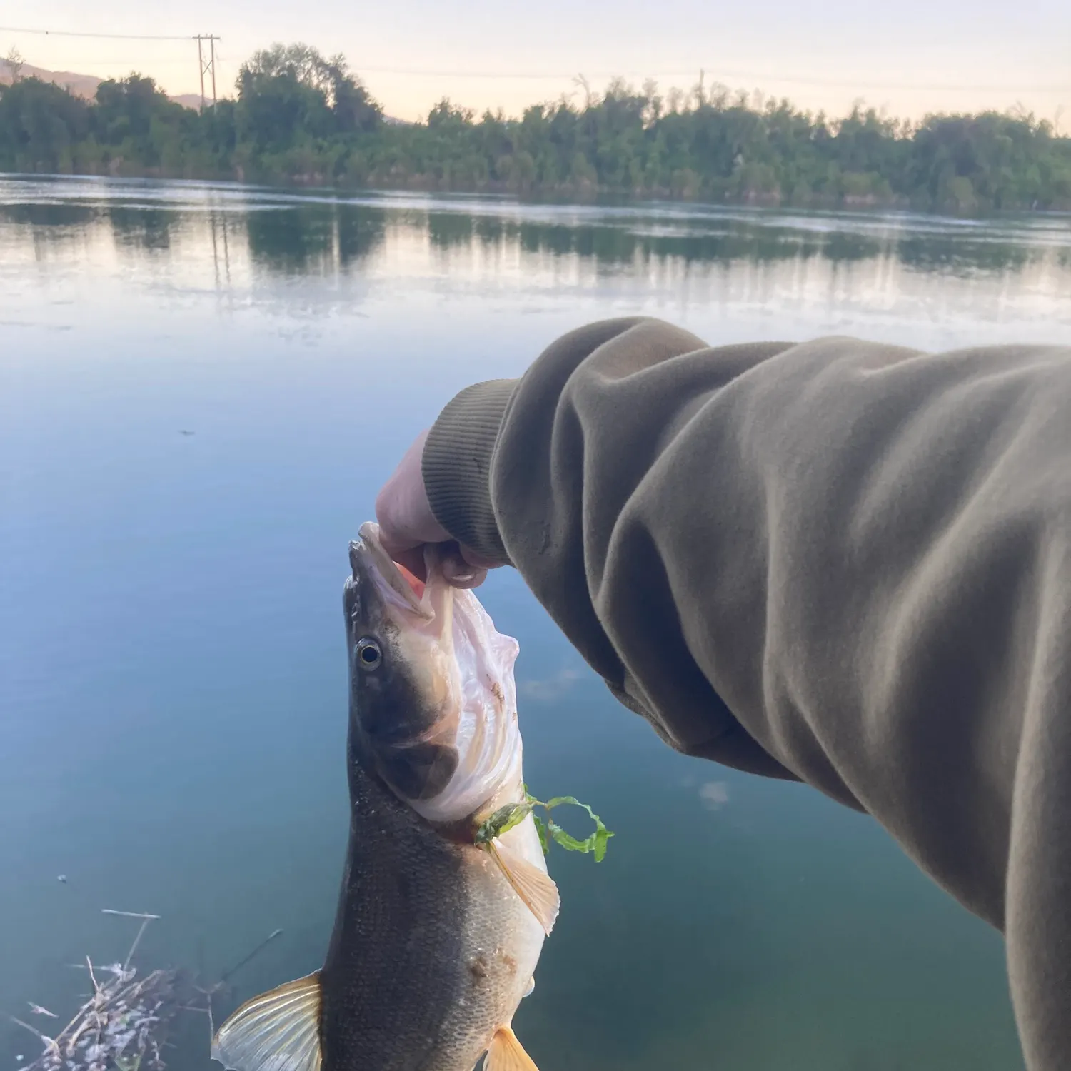 The most recent Northern pikeminnow catches on Fishbrain