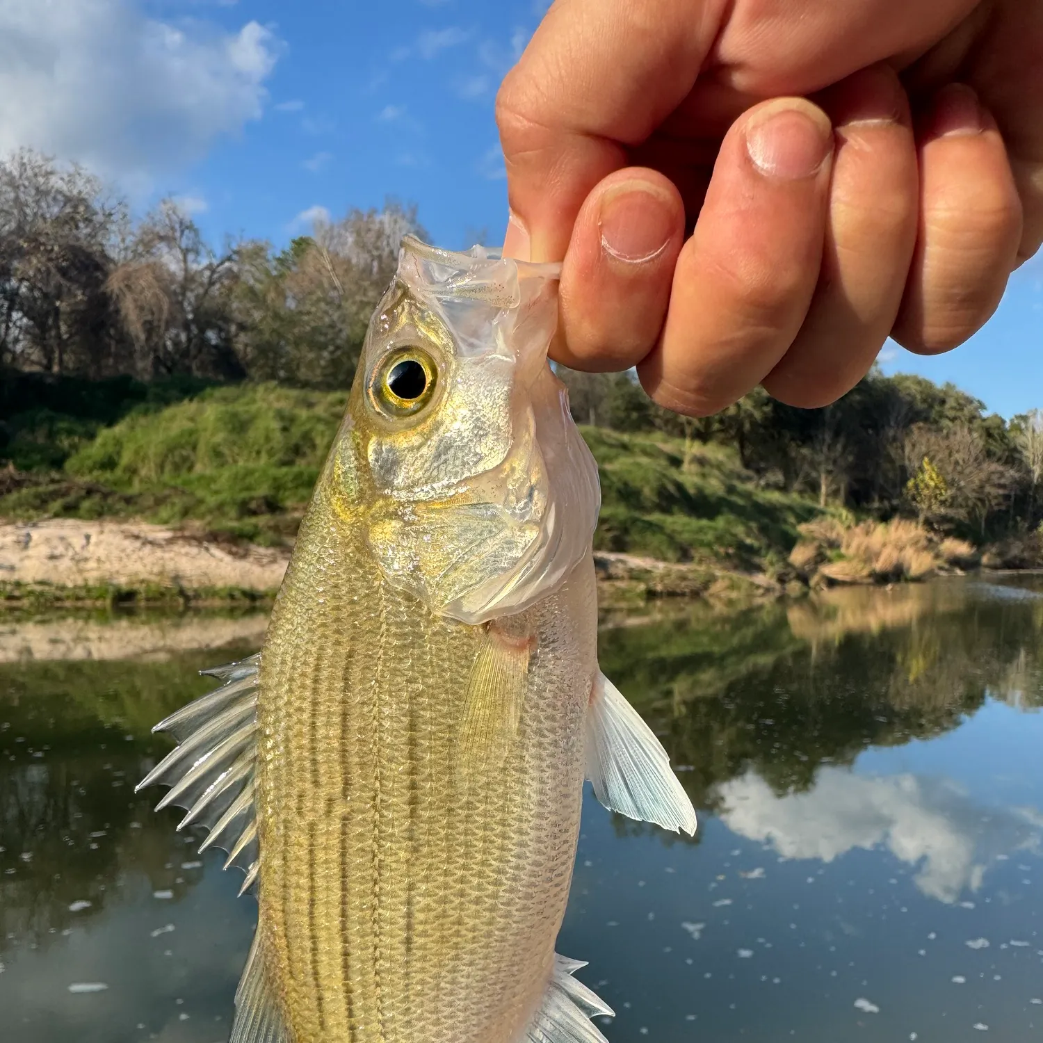The most recent White bass catches on Fishbrain