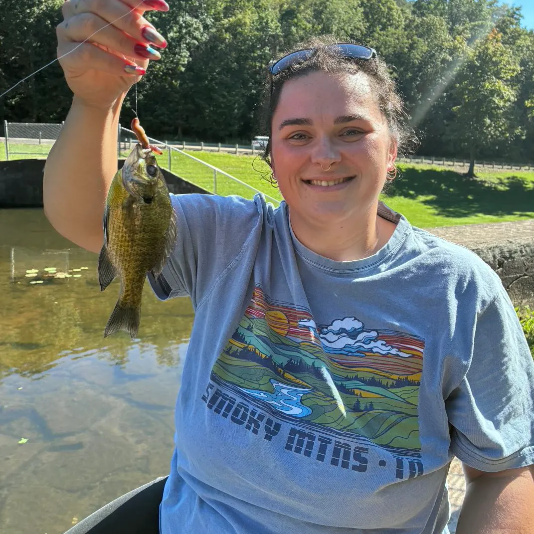 Bluegill caught on Fishbrain