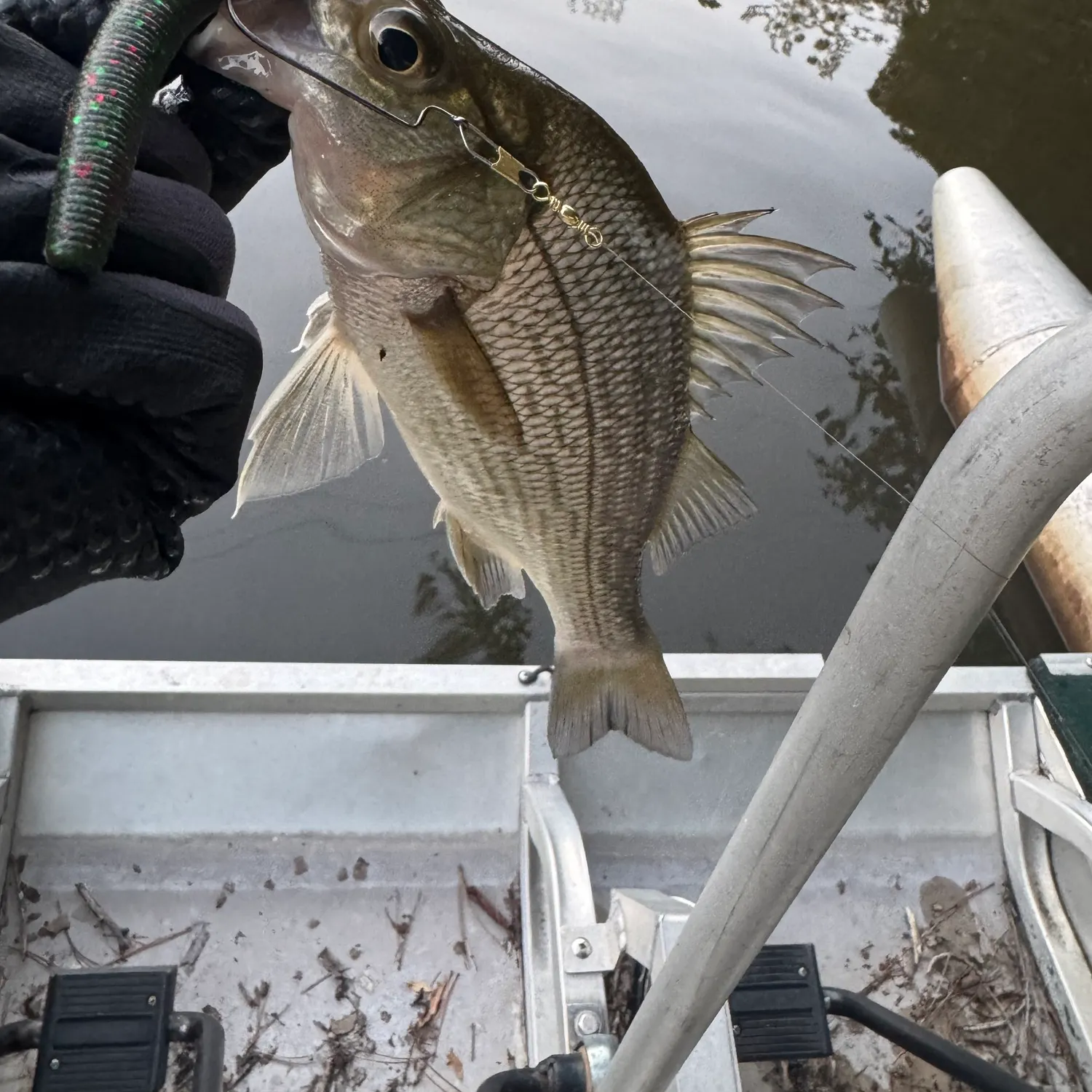 White perch caught on Fishbrain