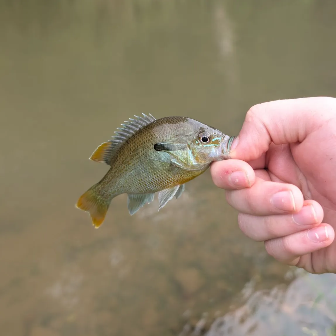 Redbreast sunfish caught on Fishbrain