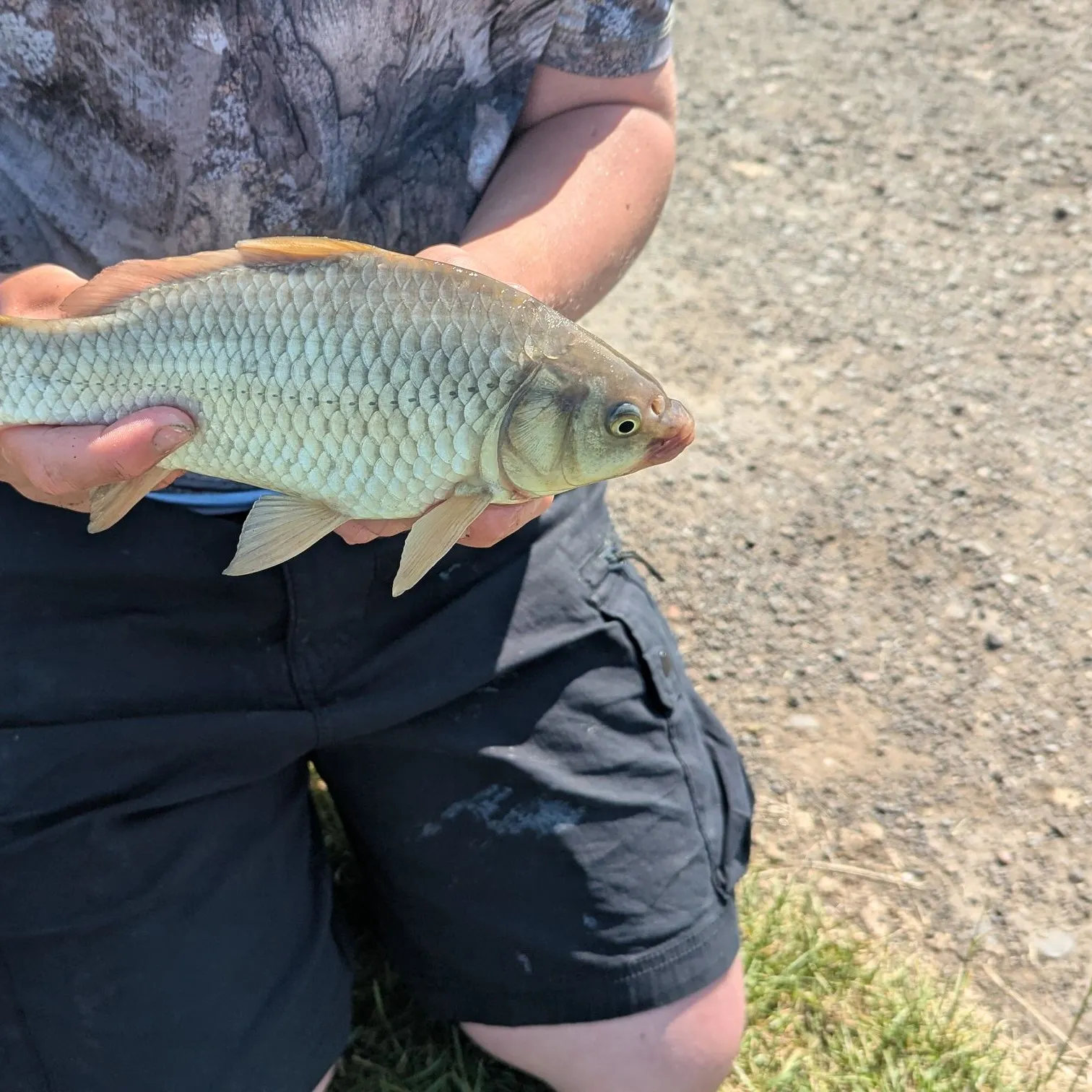 The most recent F1 carp catches on Fishbrain