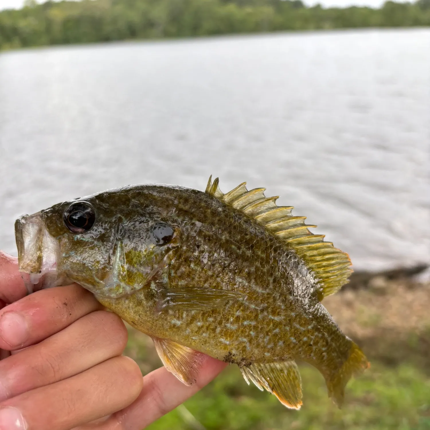 The most recent Wargill hybrid catches on Fishbrain