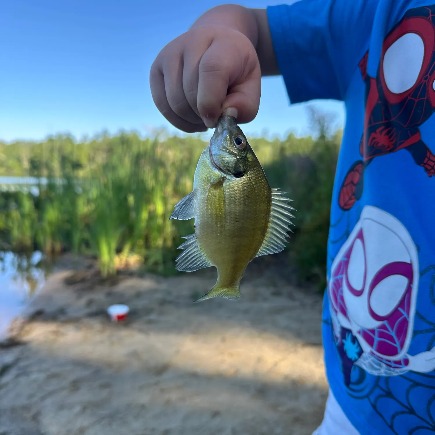 Bluegill caught on Fishbrain