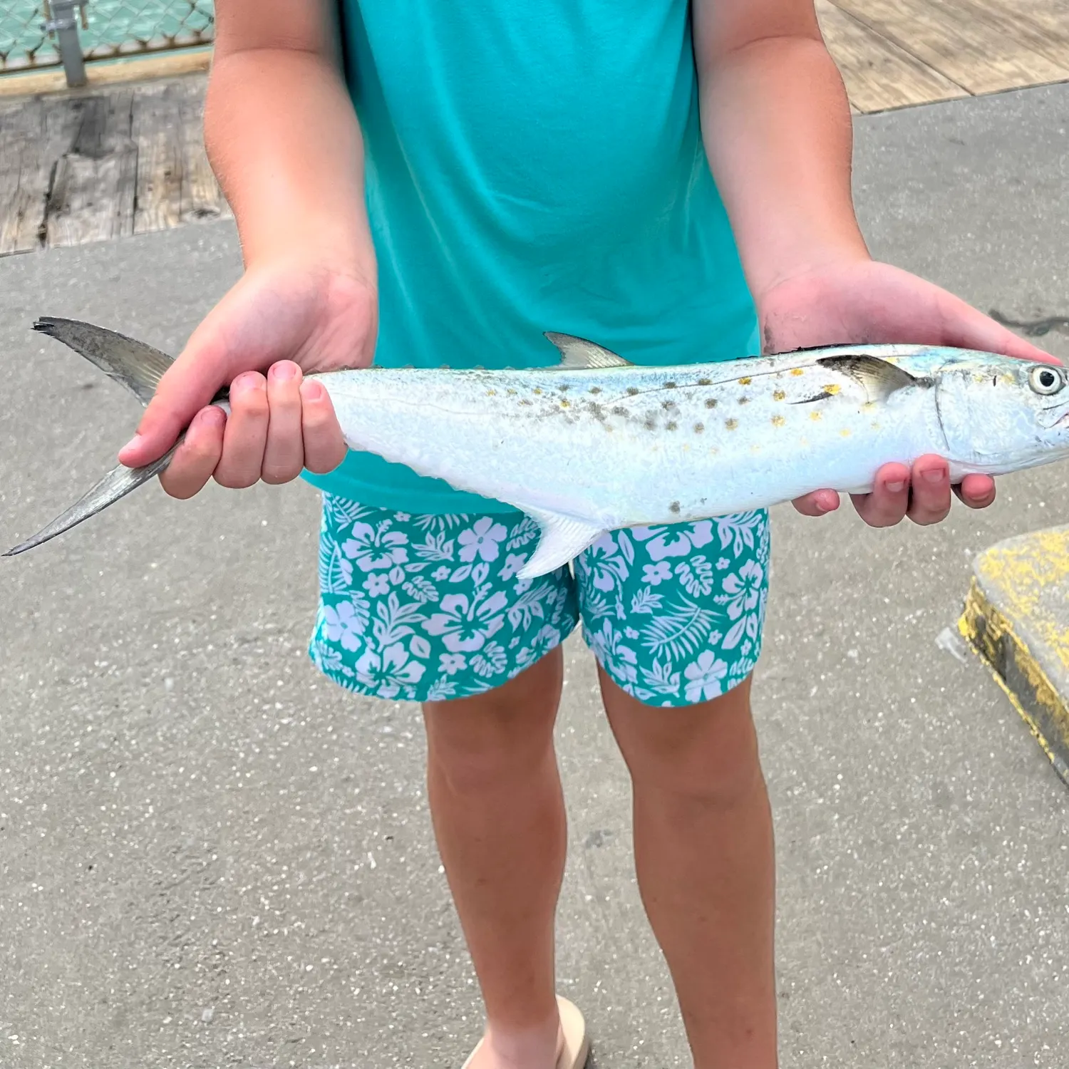 The most recent King mackerel catches on Fishbrain