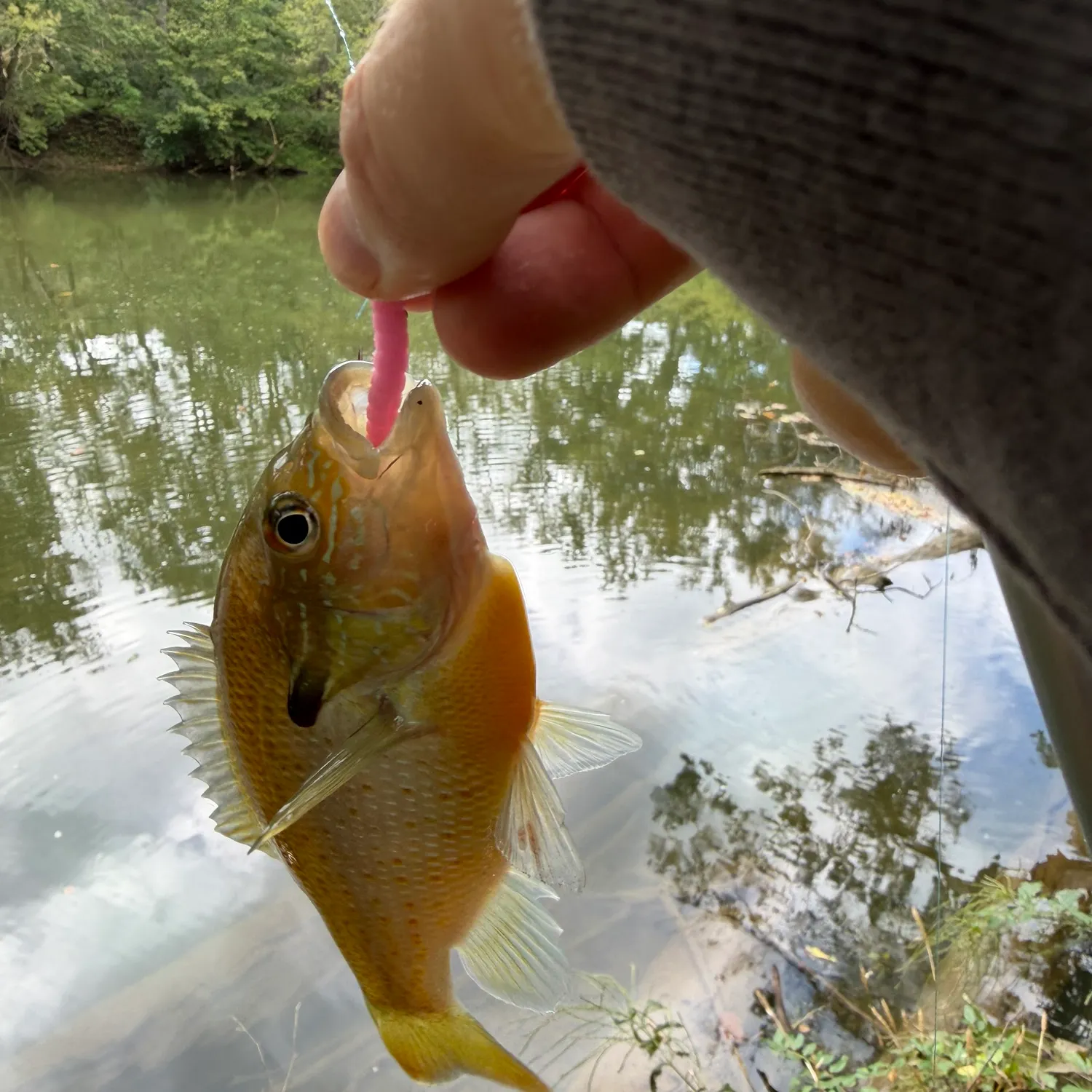 Redbreast sunfish caught on Fishbrain