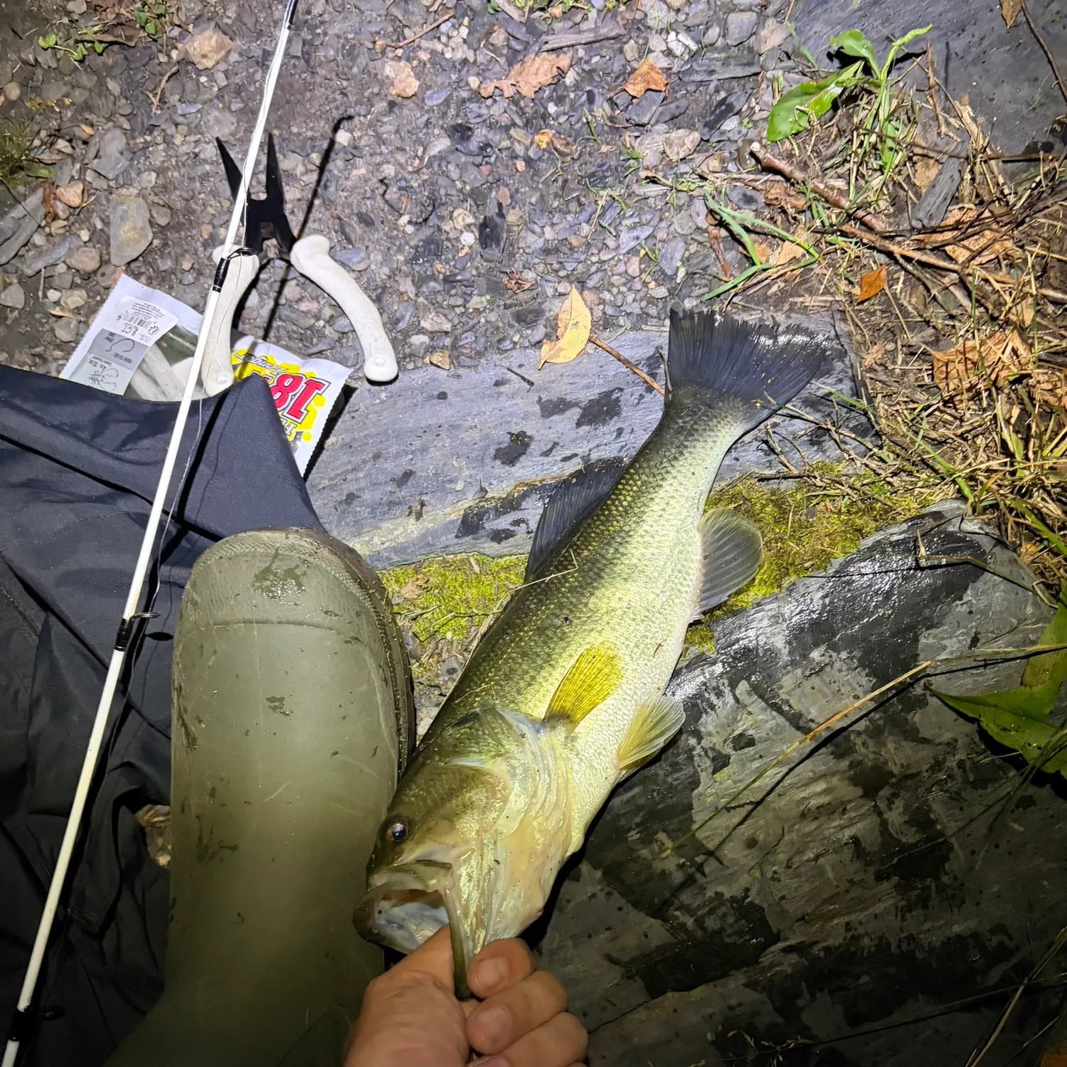 Largemouth bass caught on Fishbrain