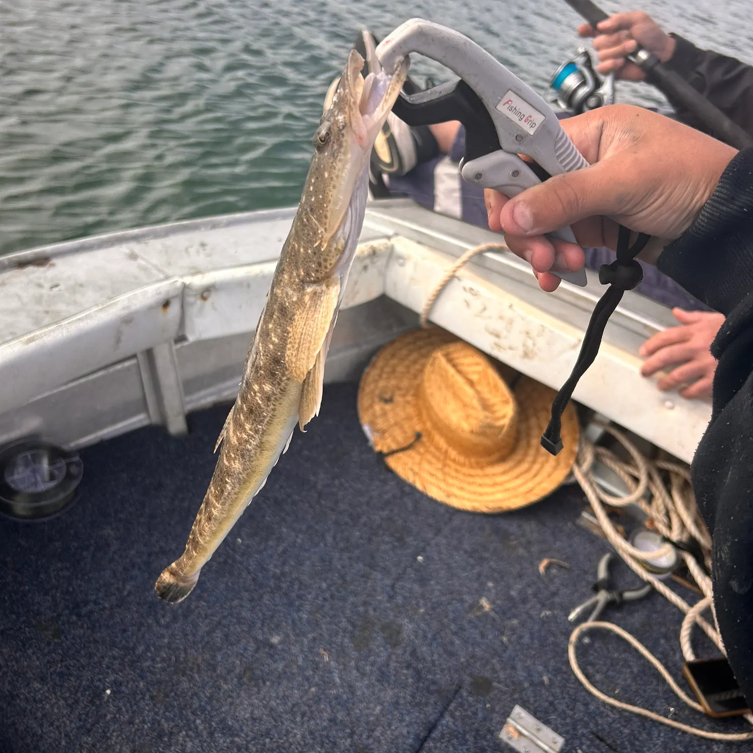 The most recent Dusky flathead catches on Fishbrain