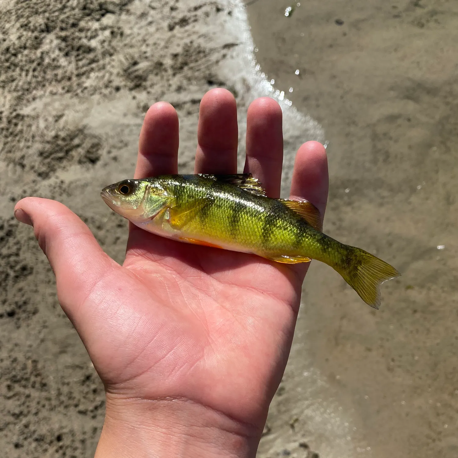 Yellow perch caught on Fishbrain