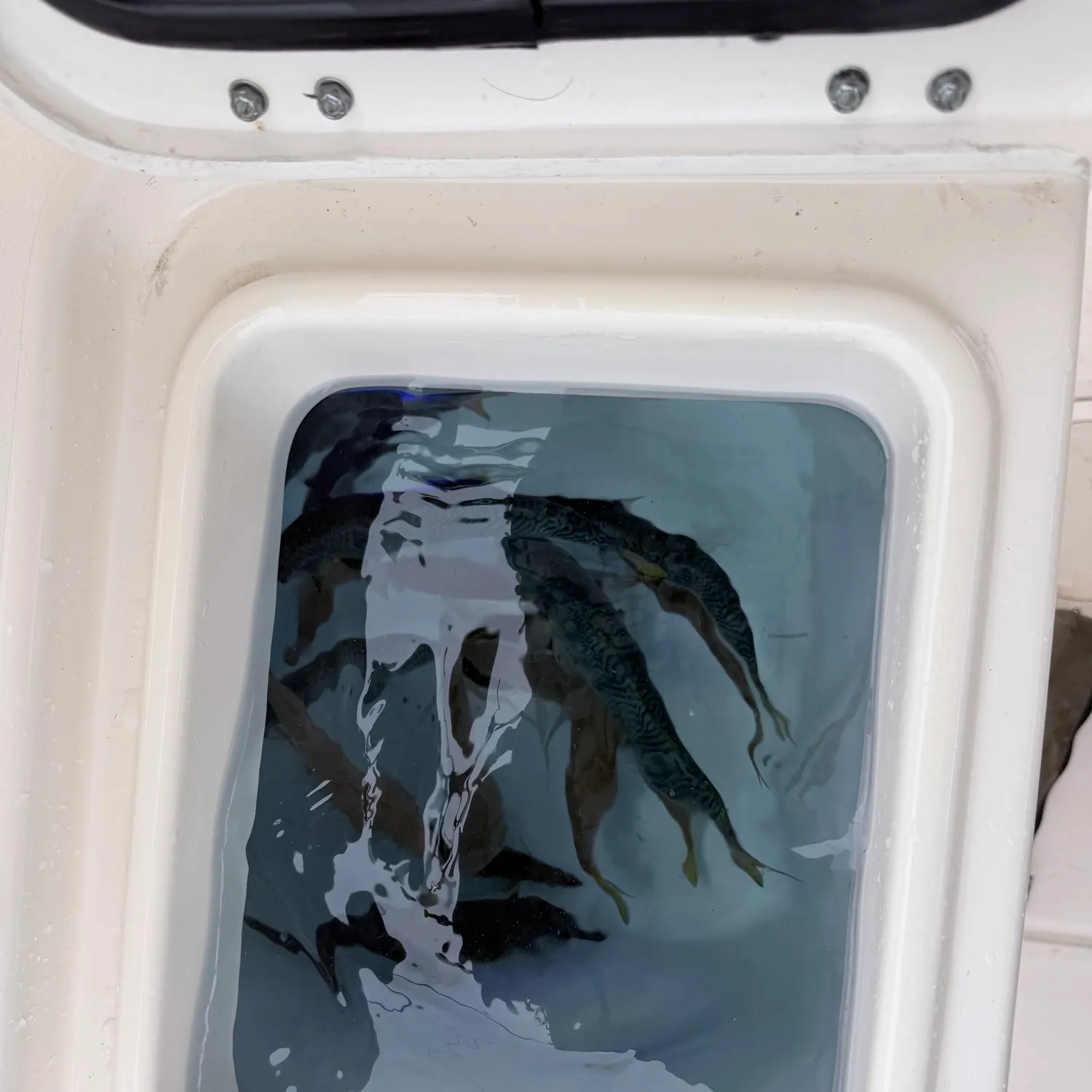 The most recent Greenback horse mackerel catches on Fishbrain