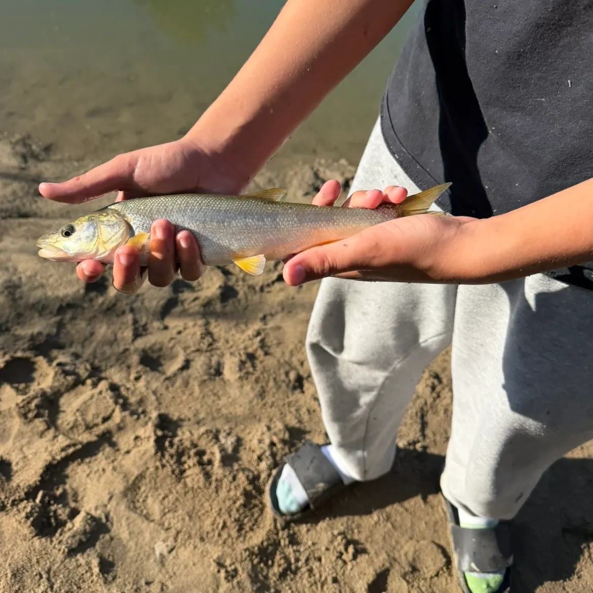 Northern pikeminnow caught on Fishbrain