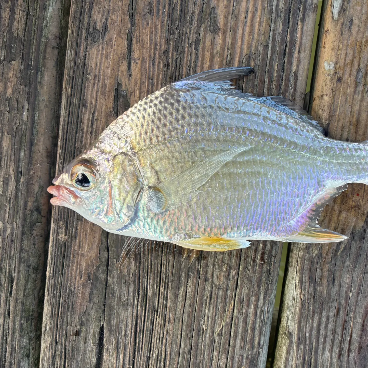 The most recent Irish mojarra catches on Fishbrain