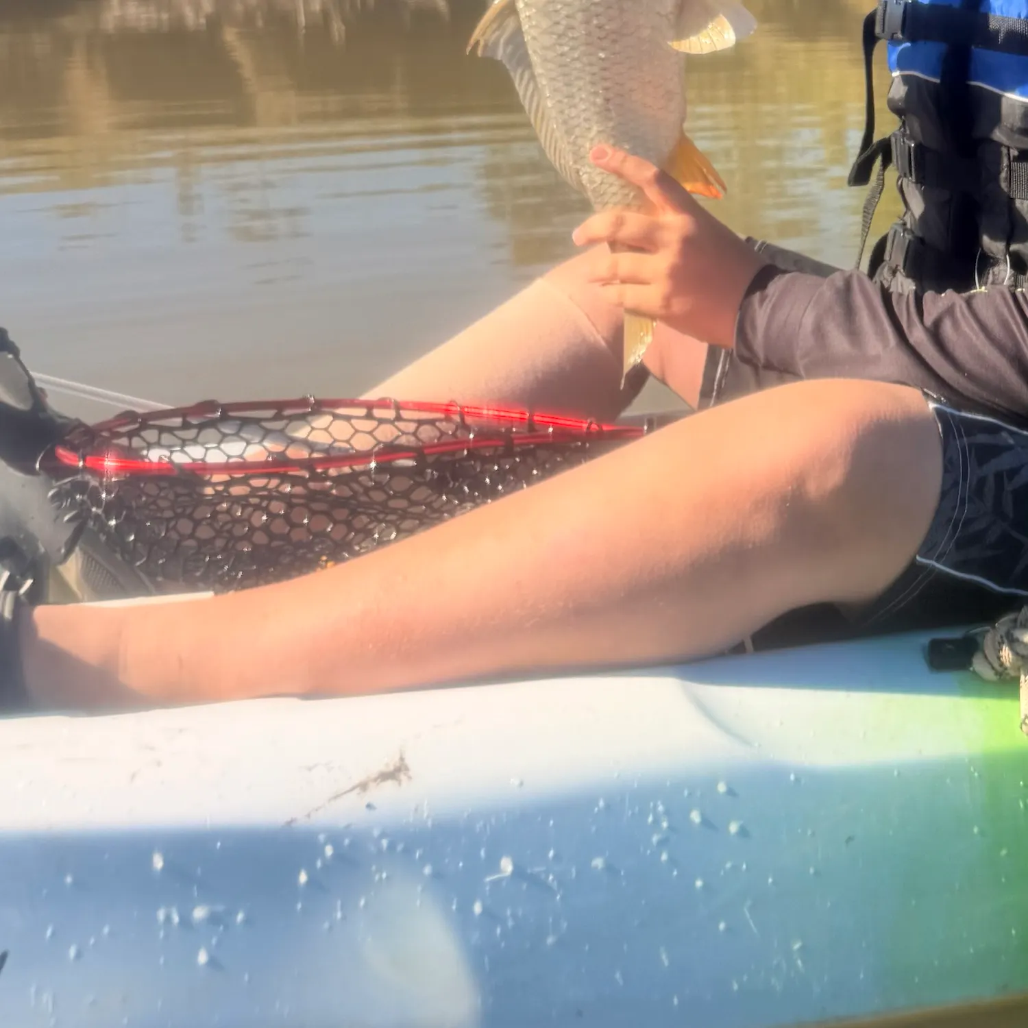 Common carp caught on Fishbrain