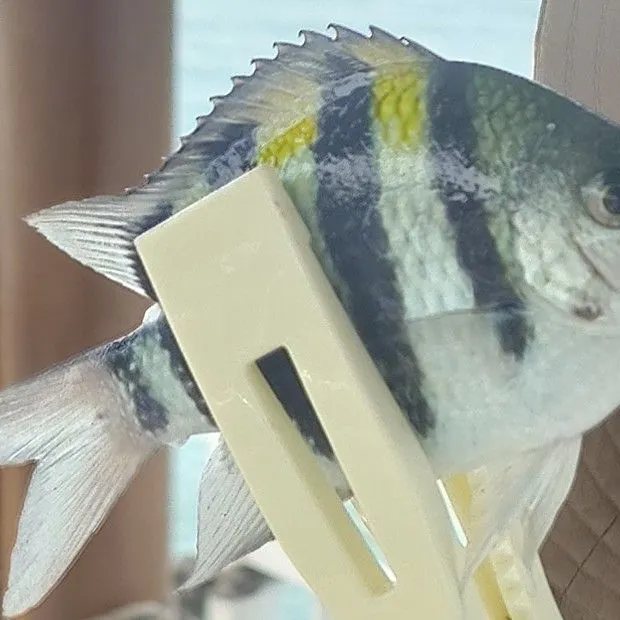 Fish caught on Fishbrain