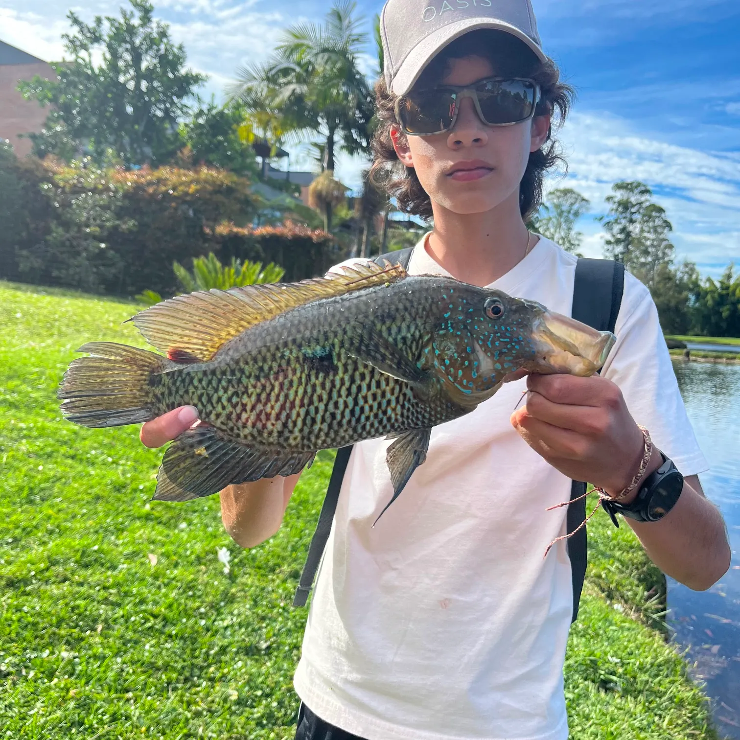 The most recent Turquoise cichlid catches on Fishbrain