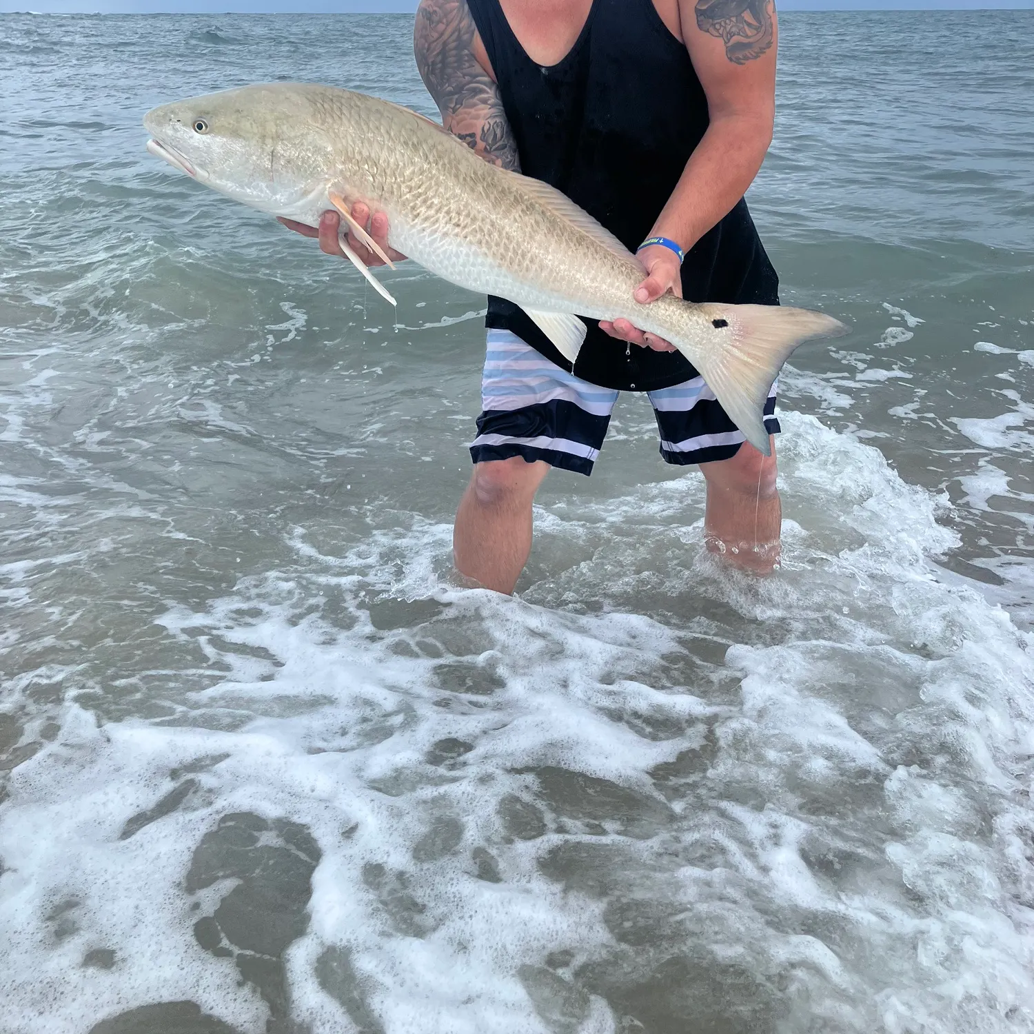 Red drum caught on Fishbrain