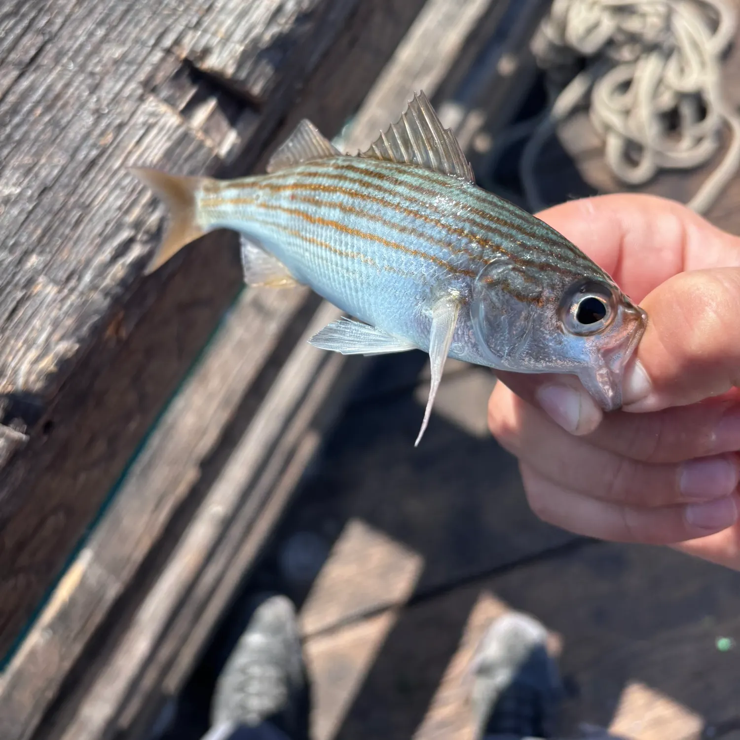 catch
