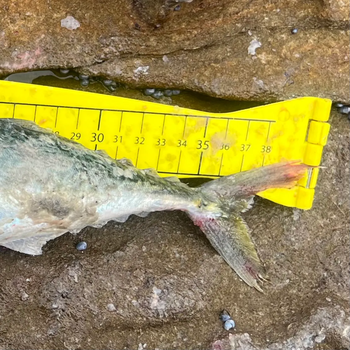 The most recent Blue mackerel catches on Fishbrain