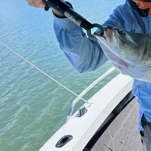 The most recent Barramundi catches on Fishbrain