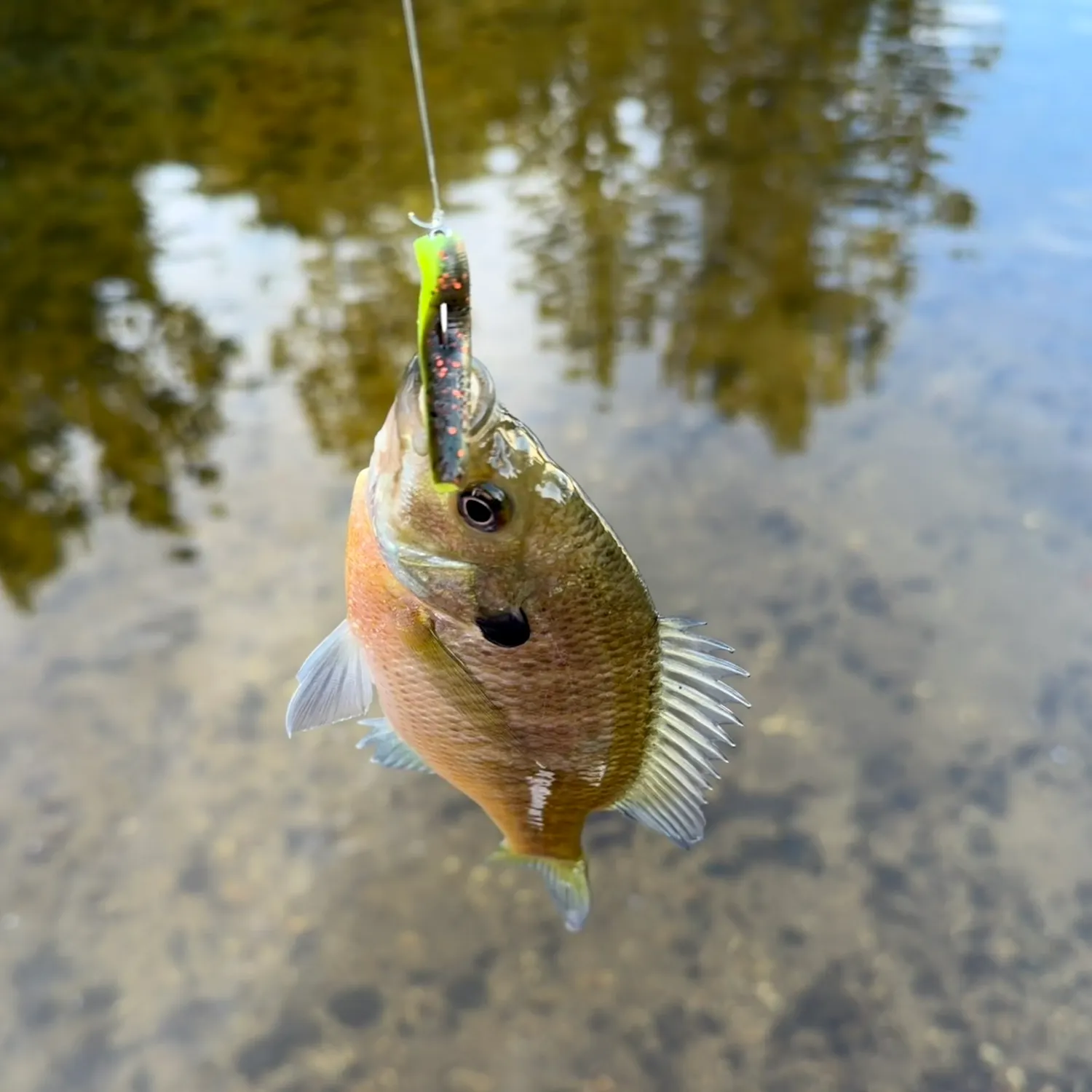 Bluegill caught on Fishbrain