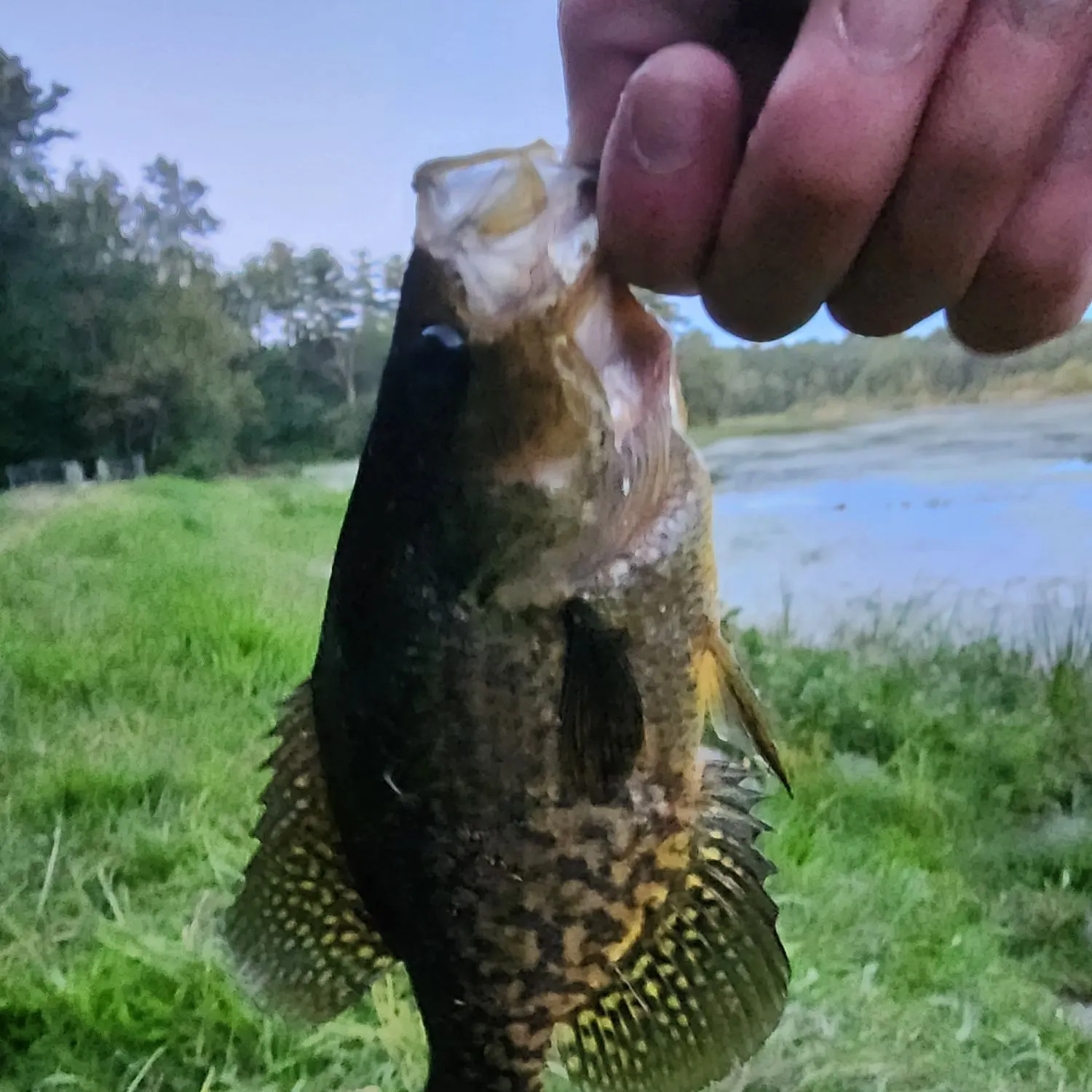 Black crappie caught on Fishbrain