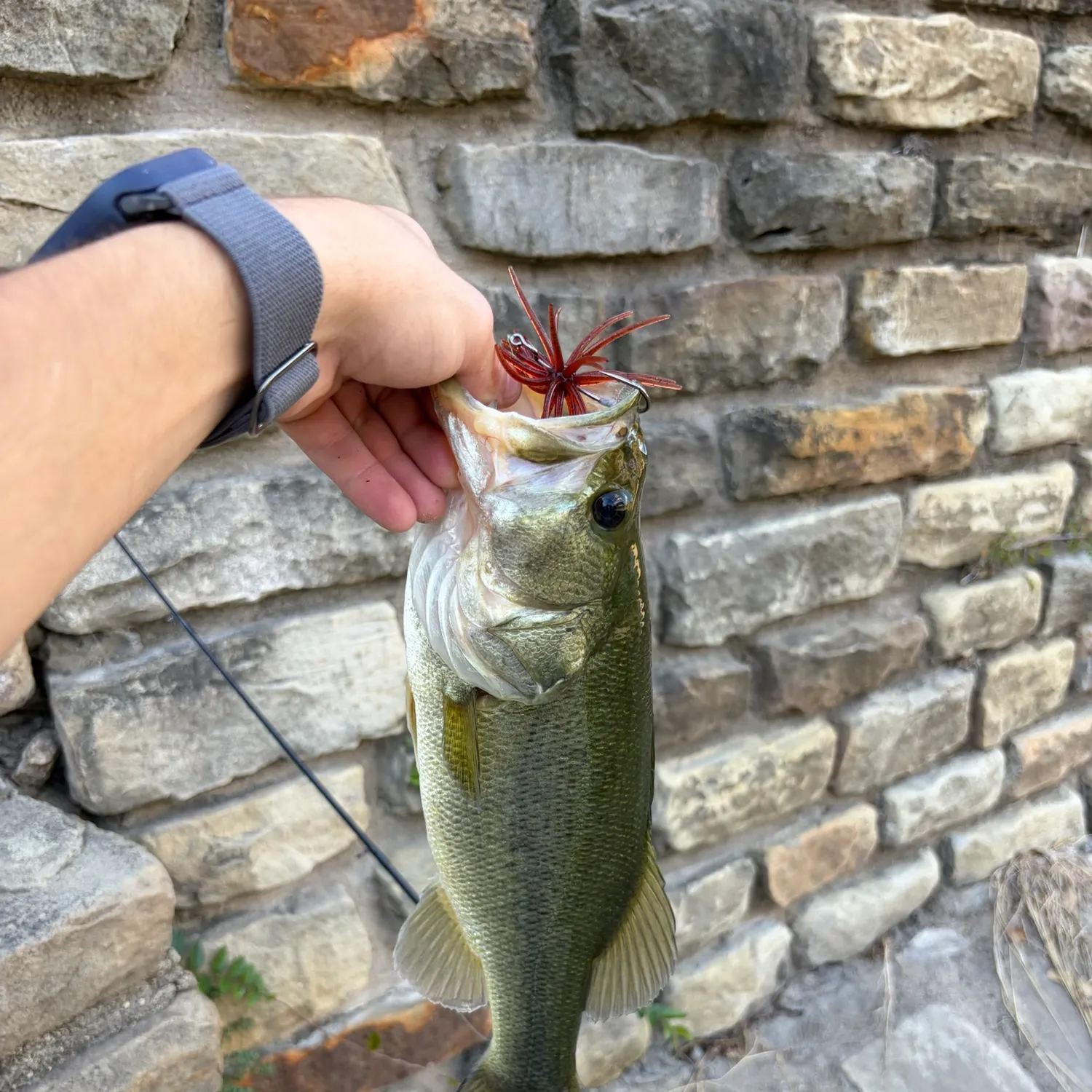 Largemouth bass caught on Fishbrain