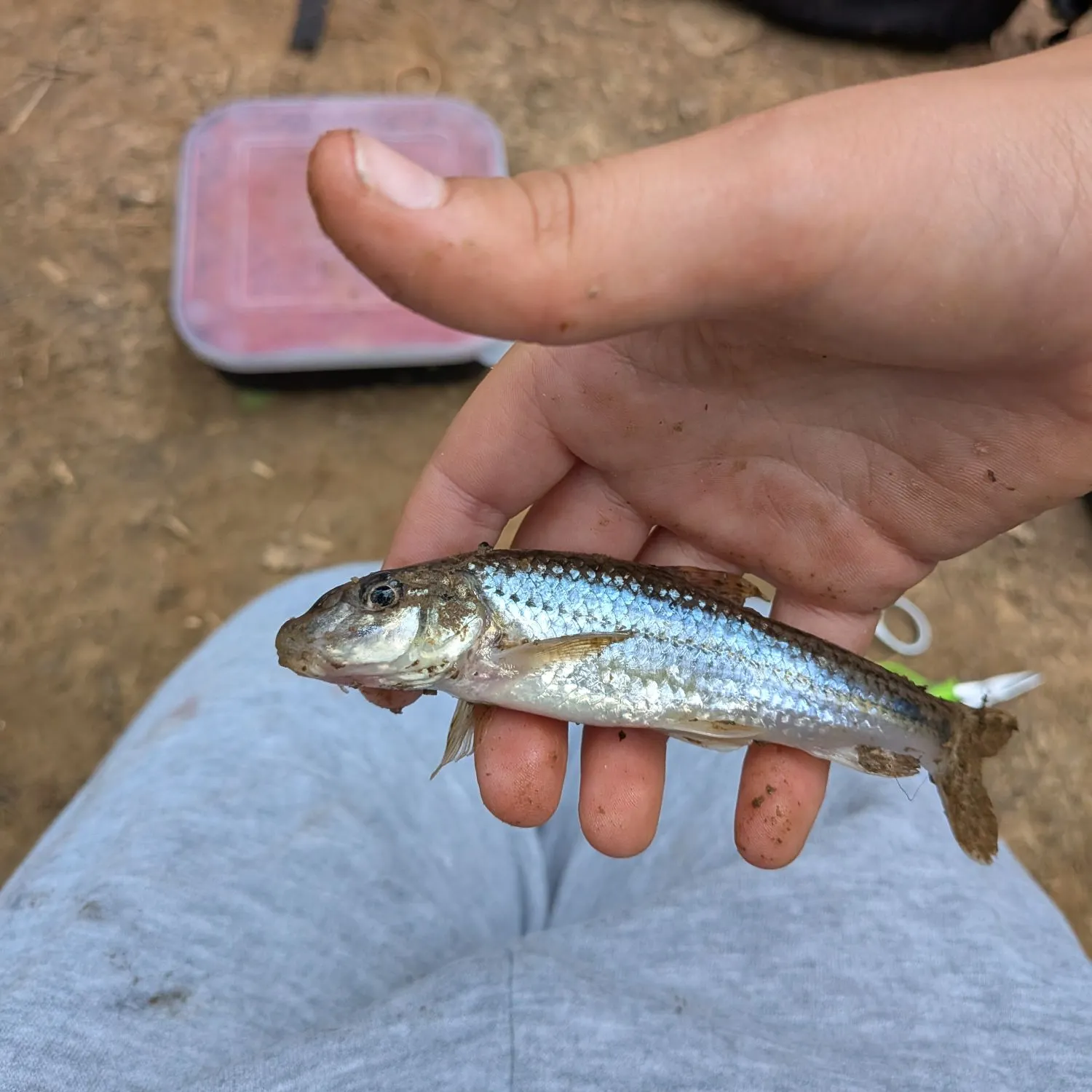 Fish caught on Fishbrain