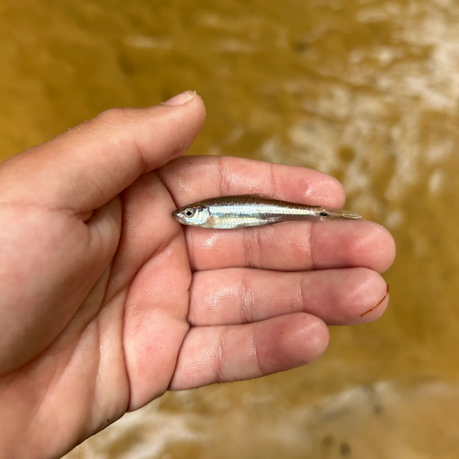 The most recent Rough shiner catches on Fishbrain