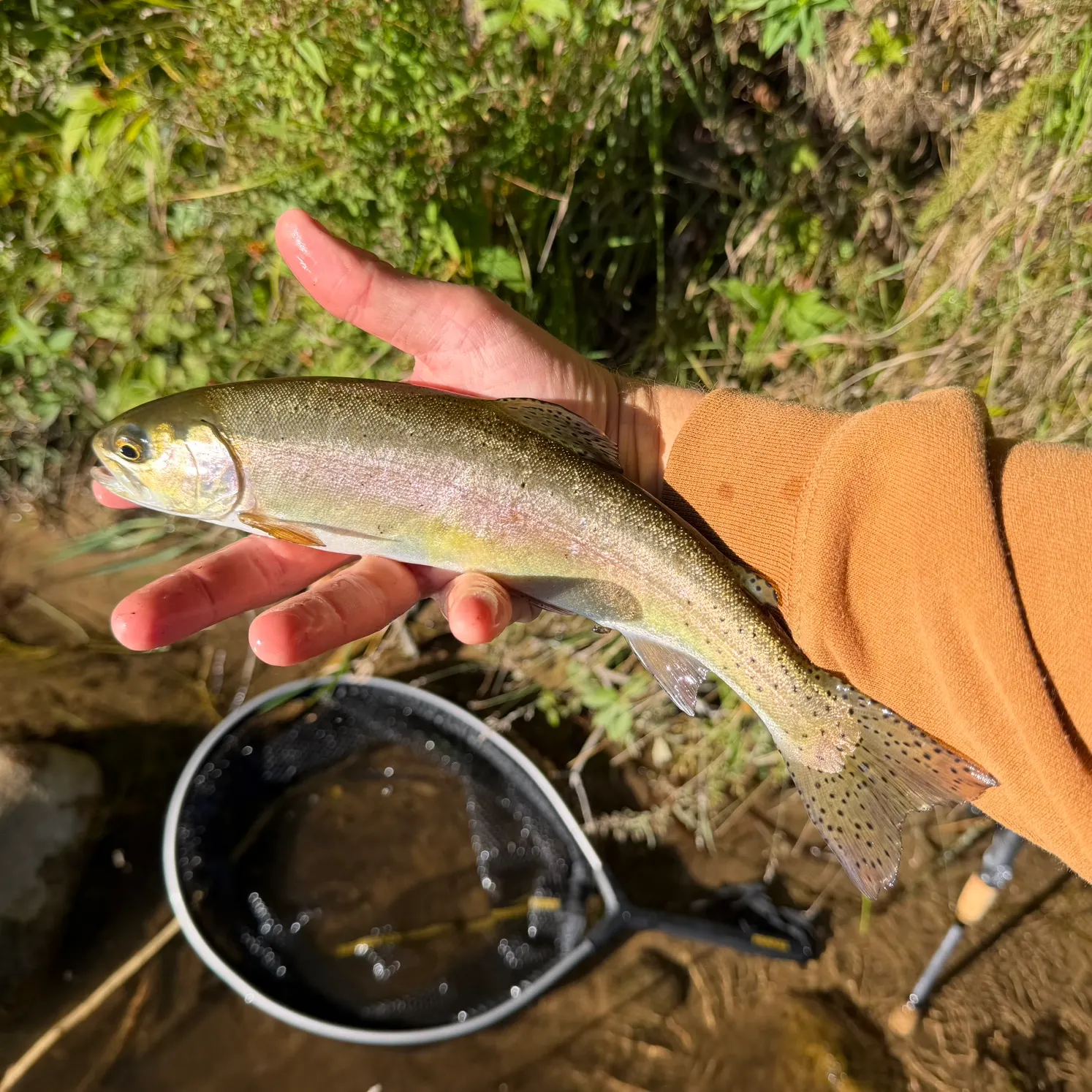 Rainbow trout caught on Fishbrain