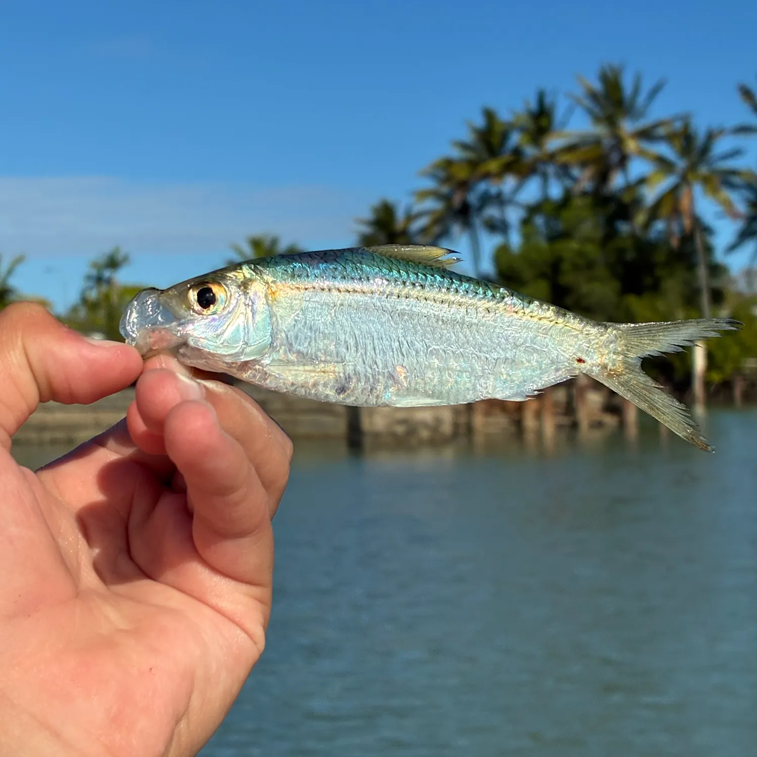 Bluestripe herring caught on Fishbrain
