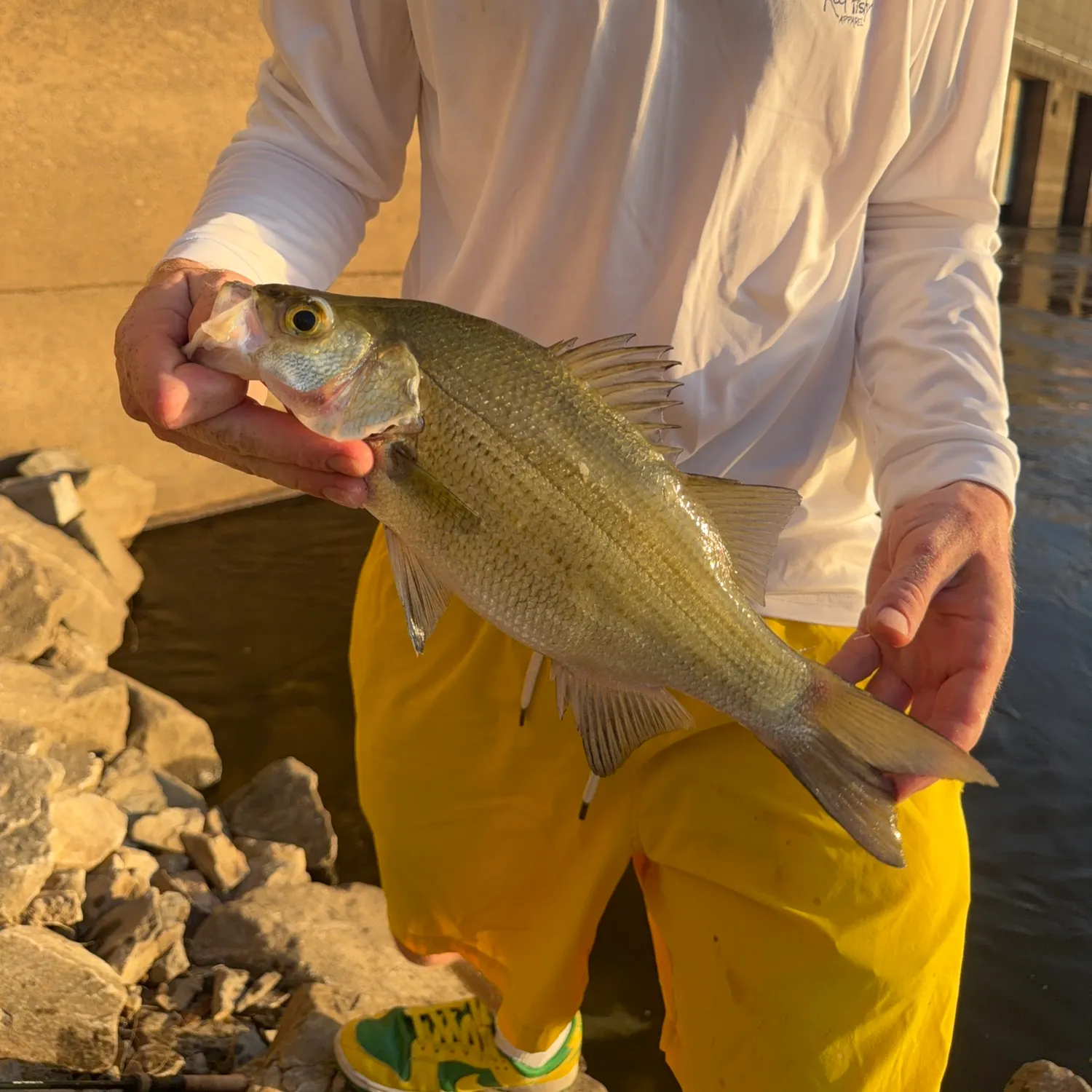 White bass caught on Fishbrain