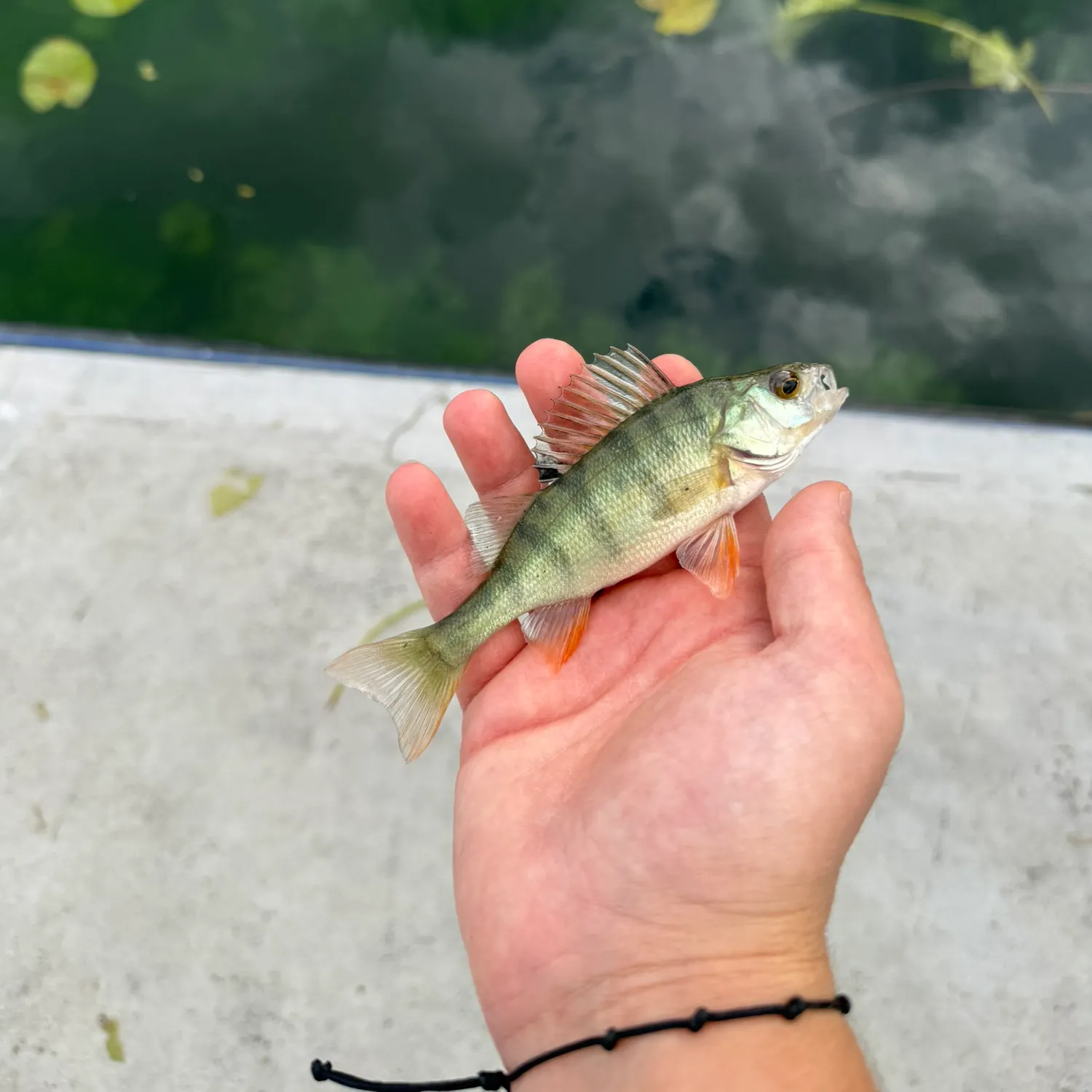 European perch caught on Fishbrain