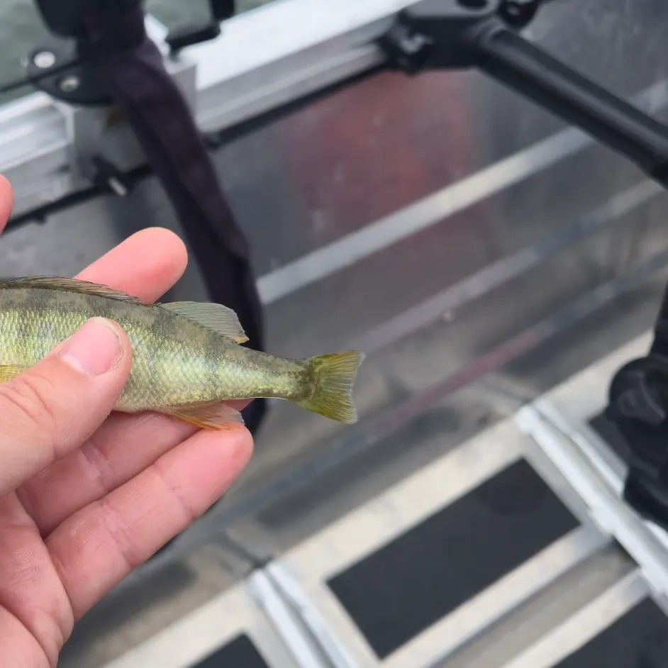 Yellow perch caught on Fishbrain