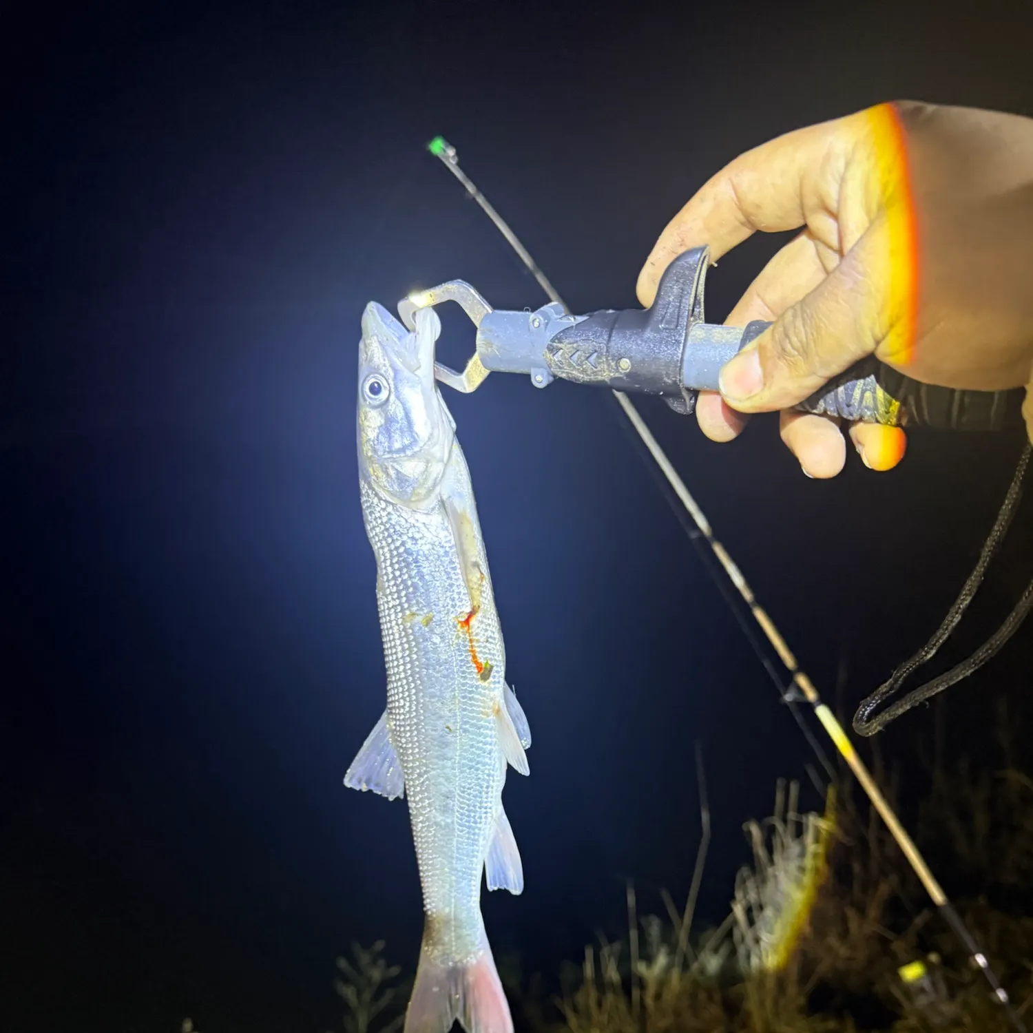 Sacramento pikeminnow caught on Fishbrain