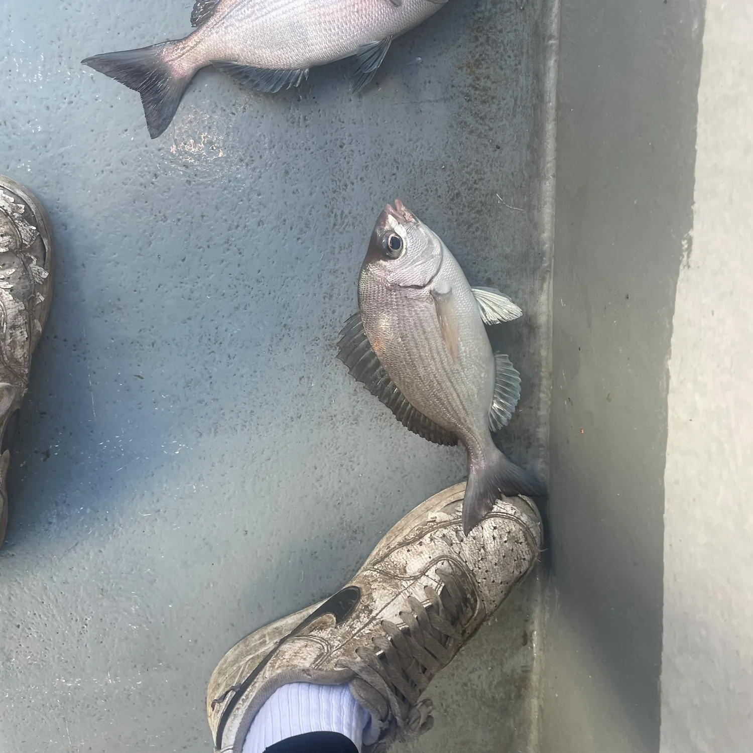 The most recent Black seabream catches on Fishbrain