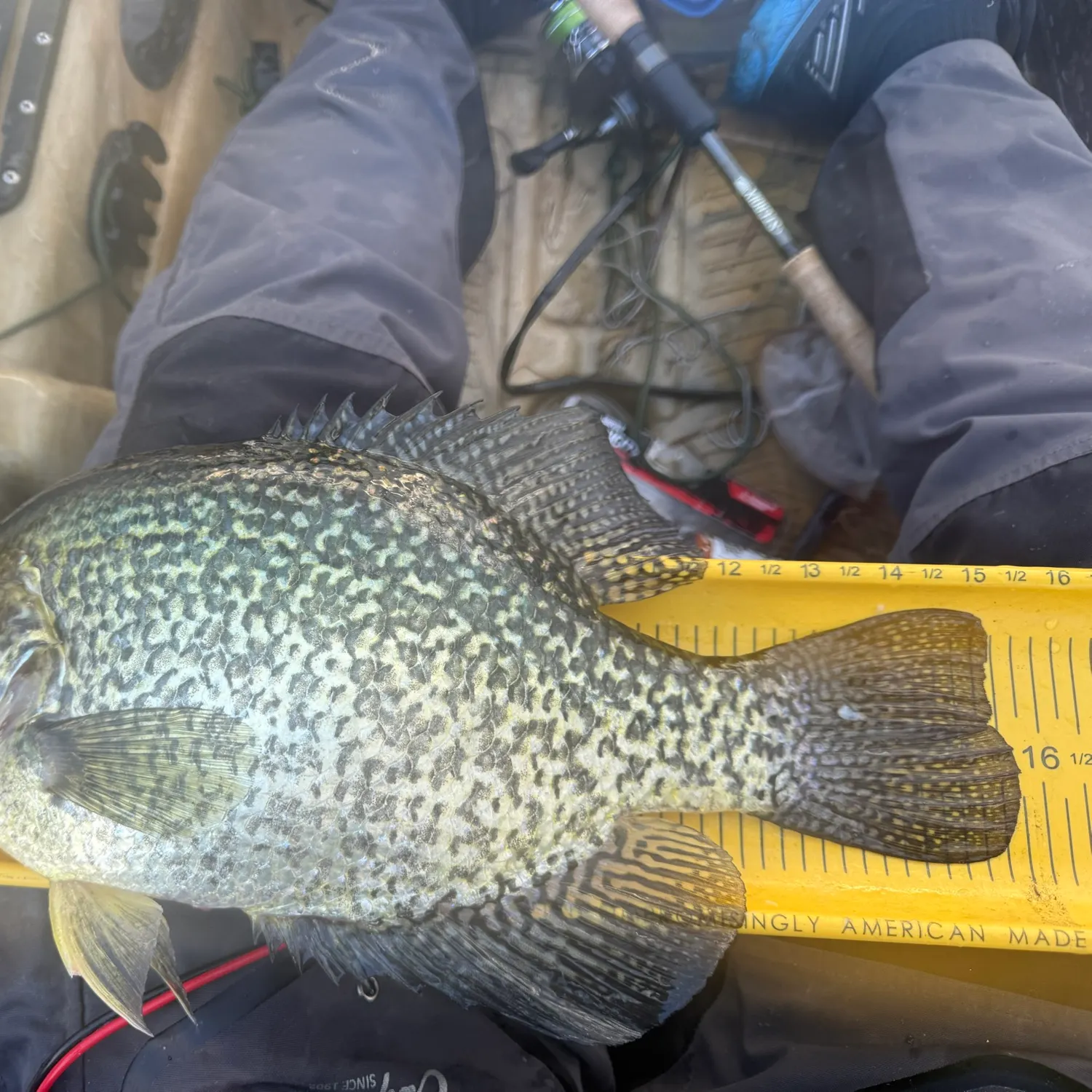 Black crappie caught on Fishbrain