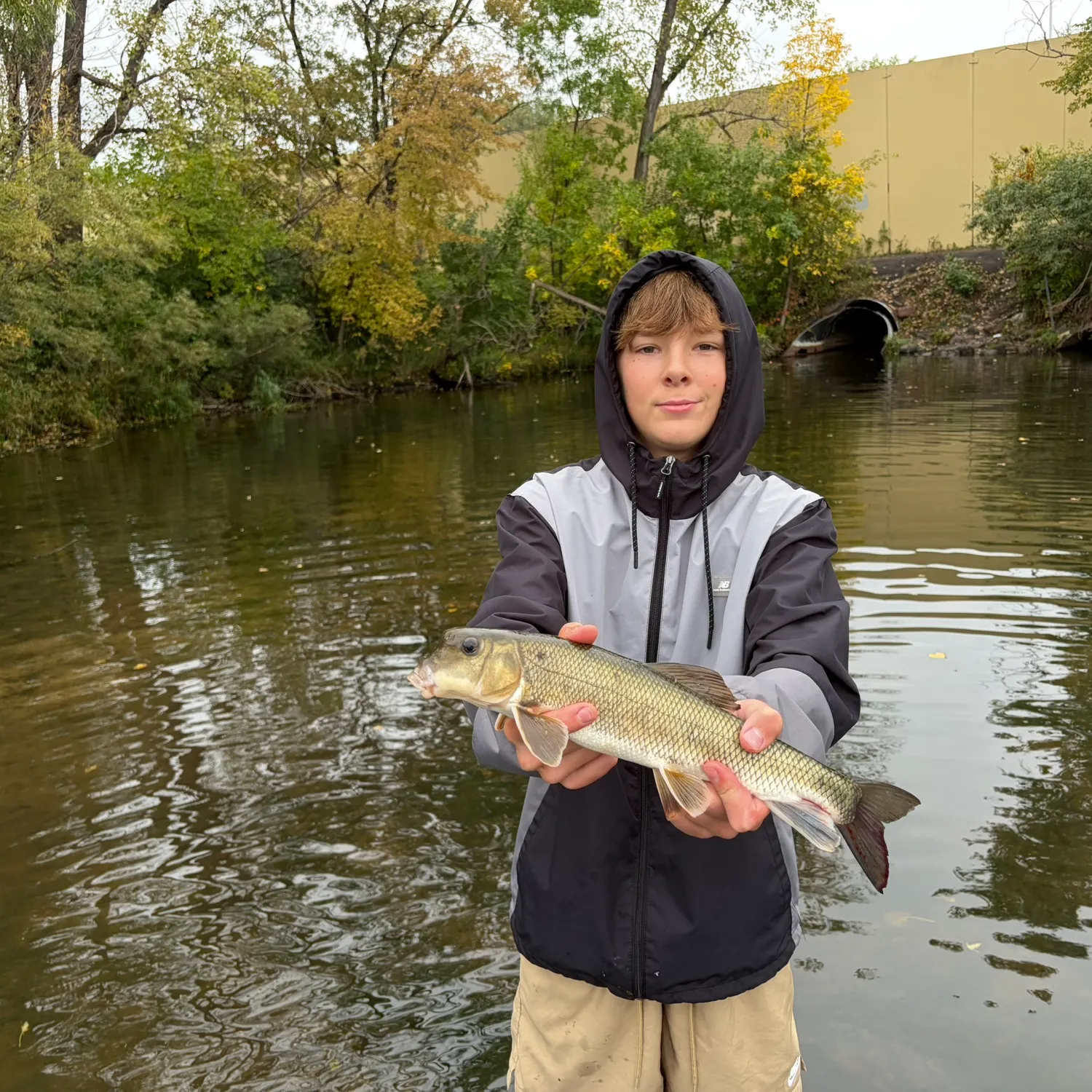 White sucker caught on Fishbrain