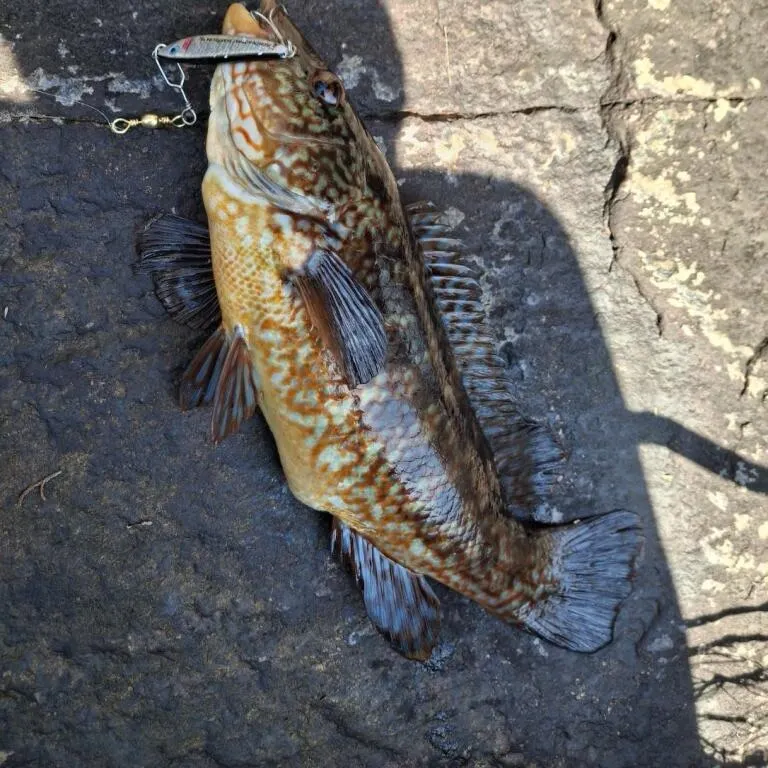 Ballan wrasse caught on Fishbrain