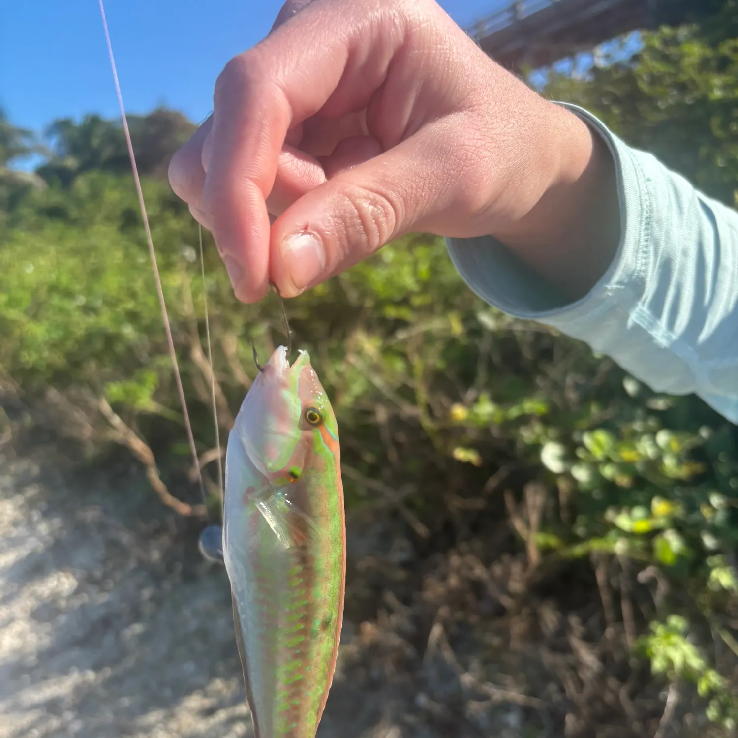 The most recent Slippery dick wrasse catches on Fishbrain
