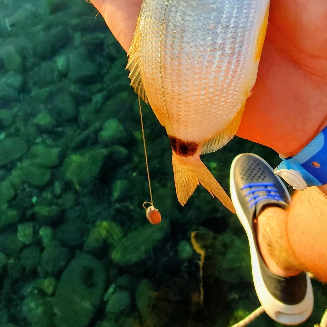 Saddled seabream caught on Fishbrain