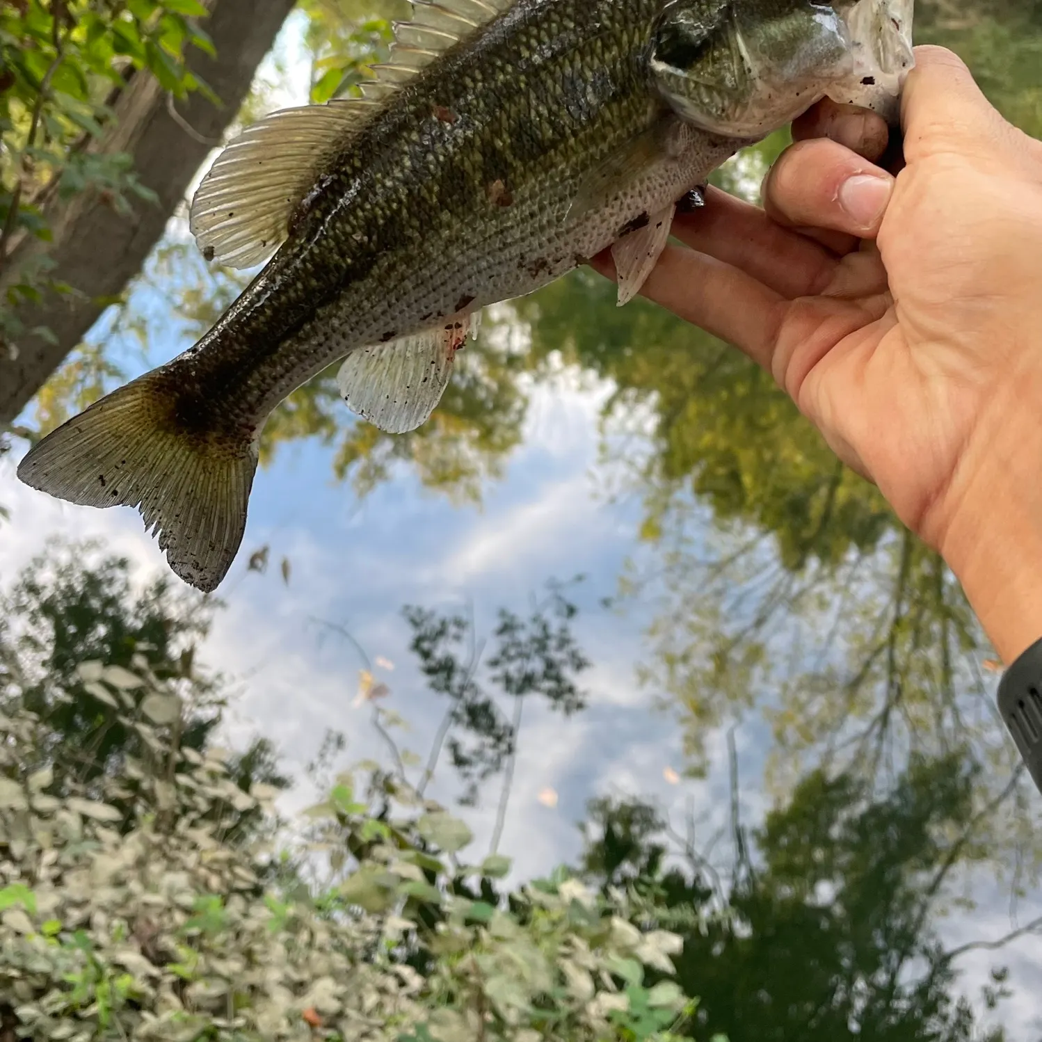 Spotted bass caught on Fishbrain