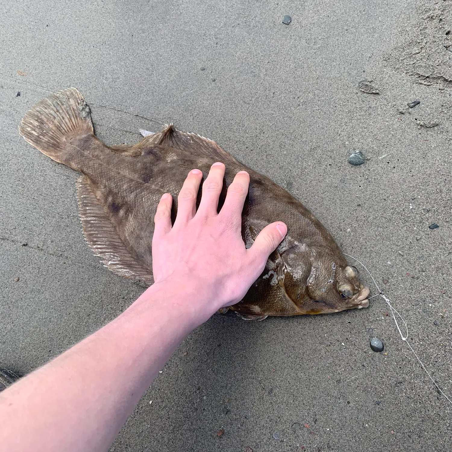 The most recent Winter flounder catches on Fishbrain