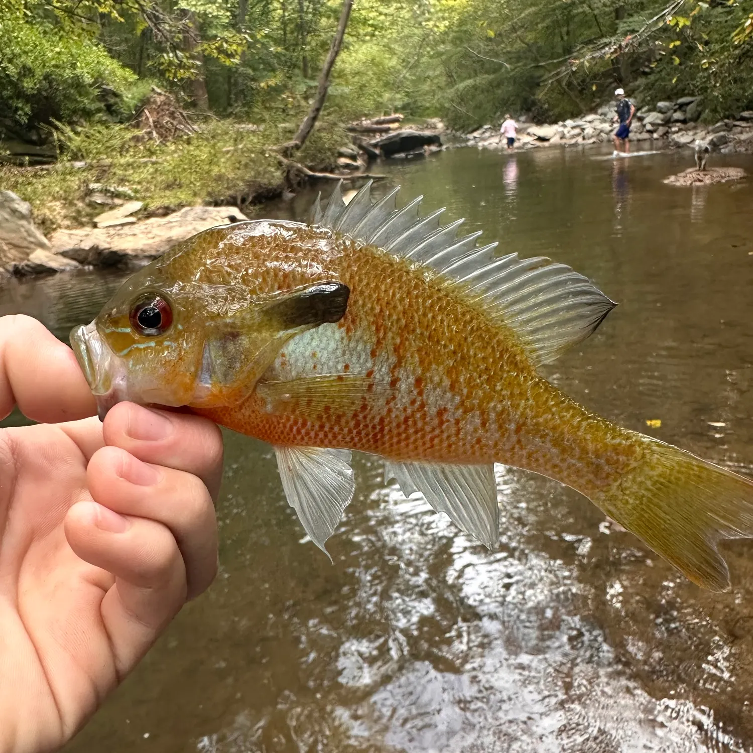 Redbreast sunfish caught on Fishbrain