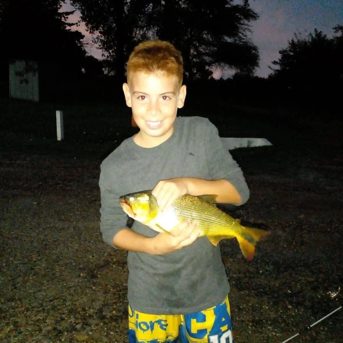Golden dorado caught on Fishbrain