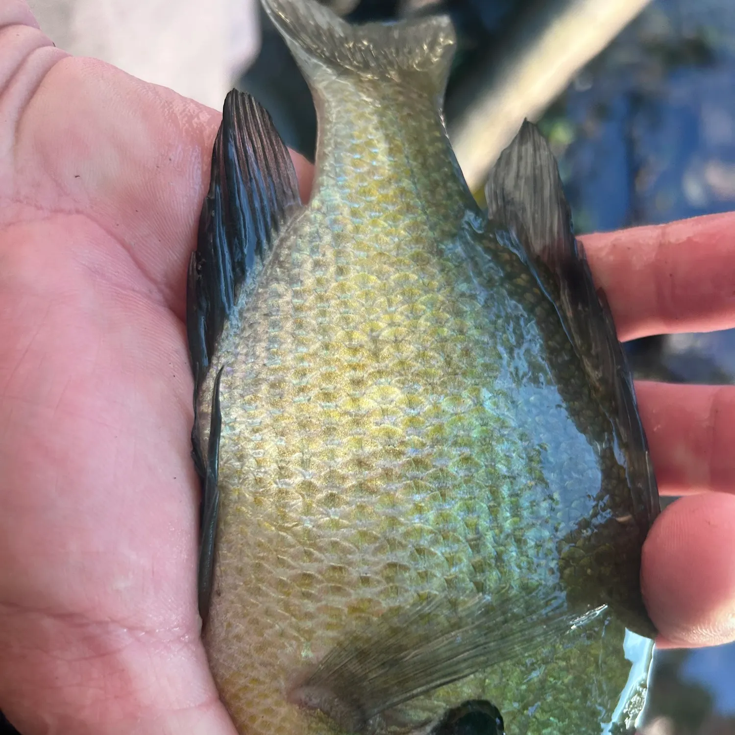 Bluegill caught on Fishbrain