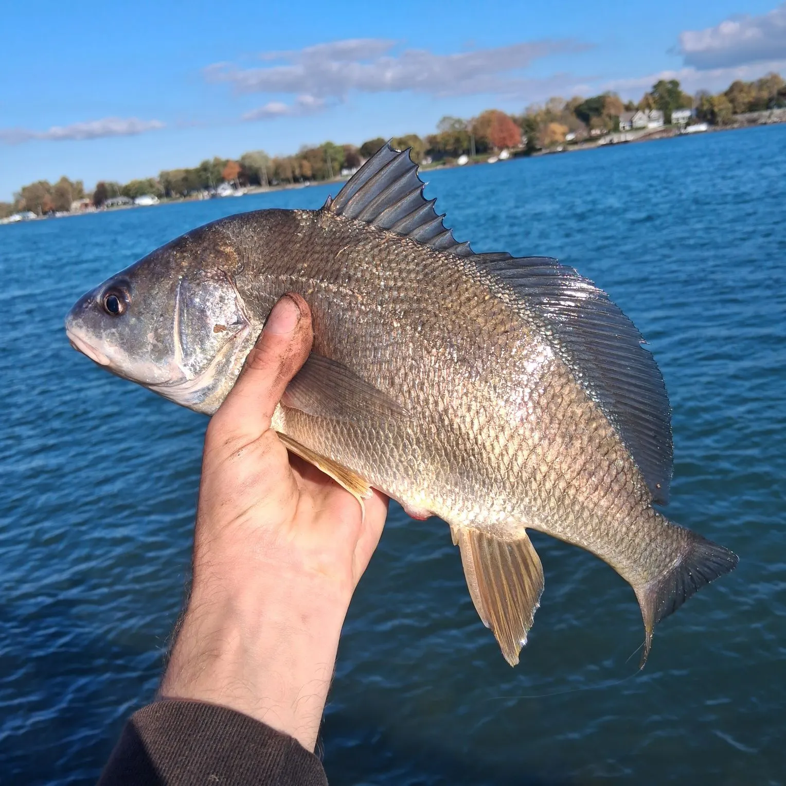 Freshwater drum caught on Fishbrain