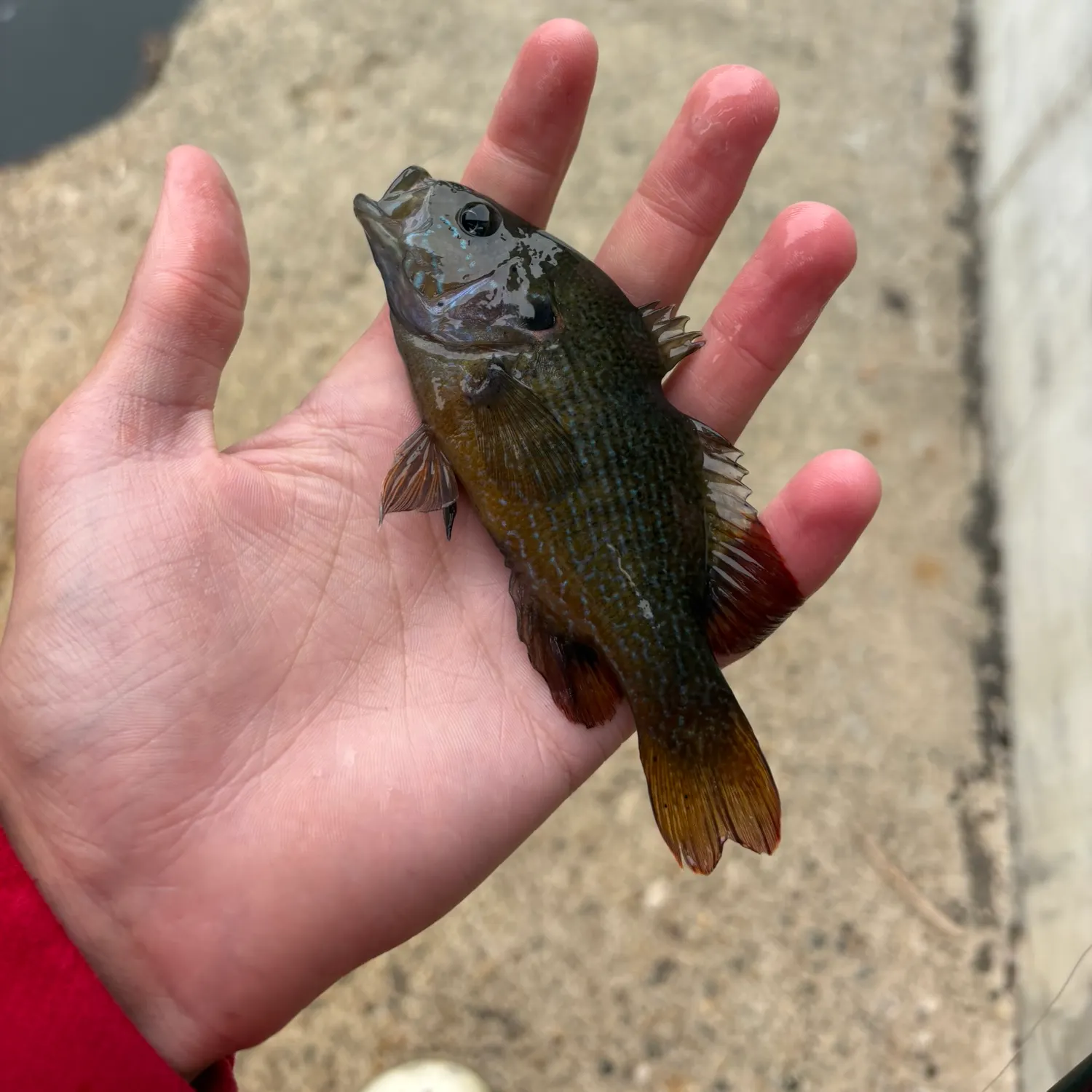 Redbreast × green sunfish caught on Fishbrain